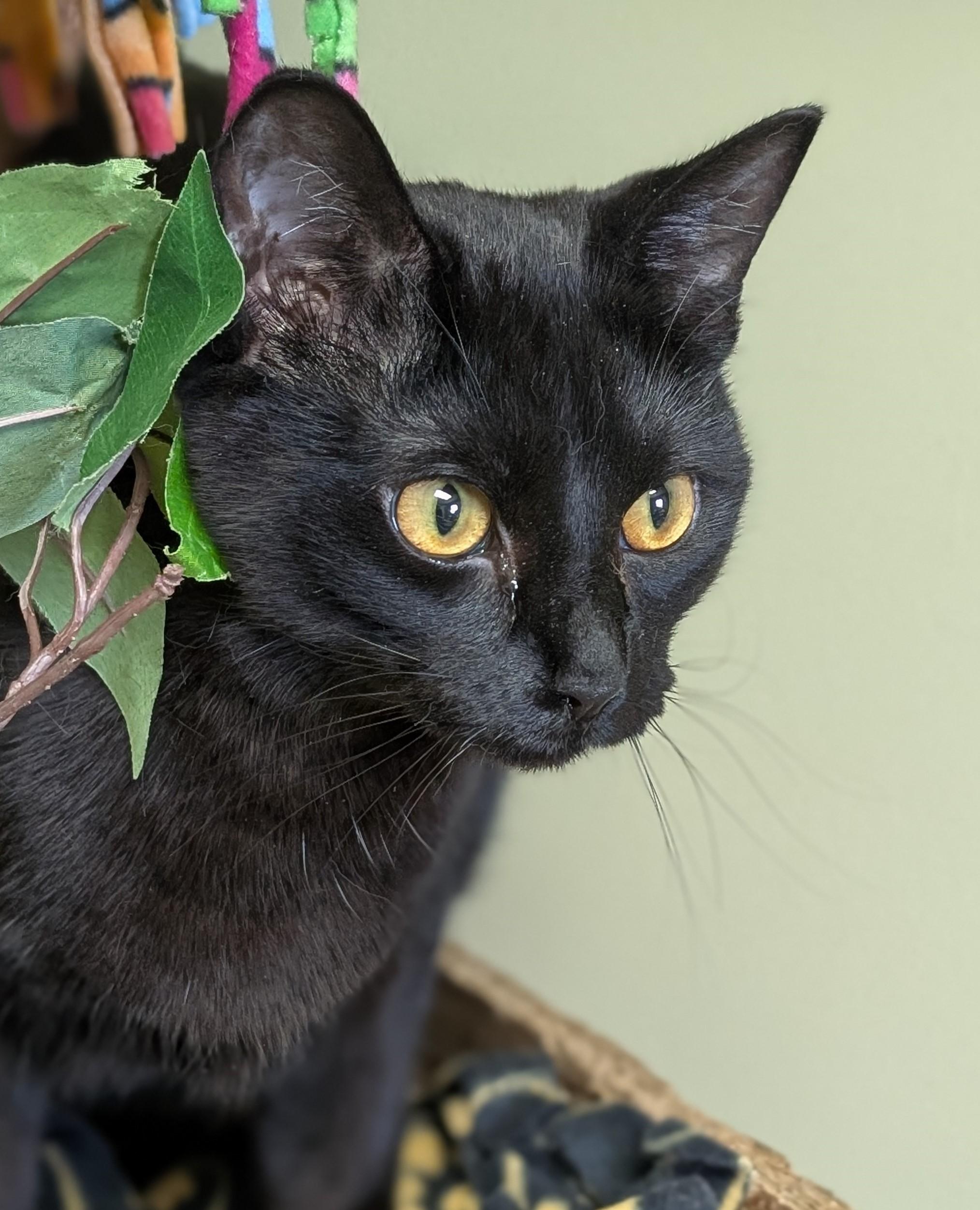 Enlarge Mary, a Adoptable Domestic Short Hair in Hastings, NE image 1/4