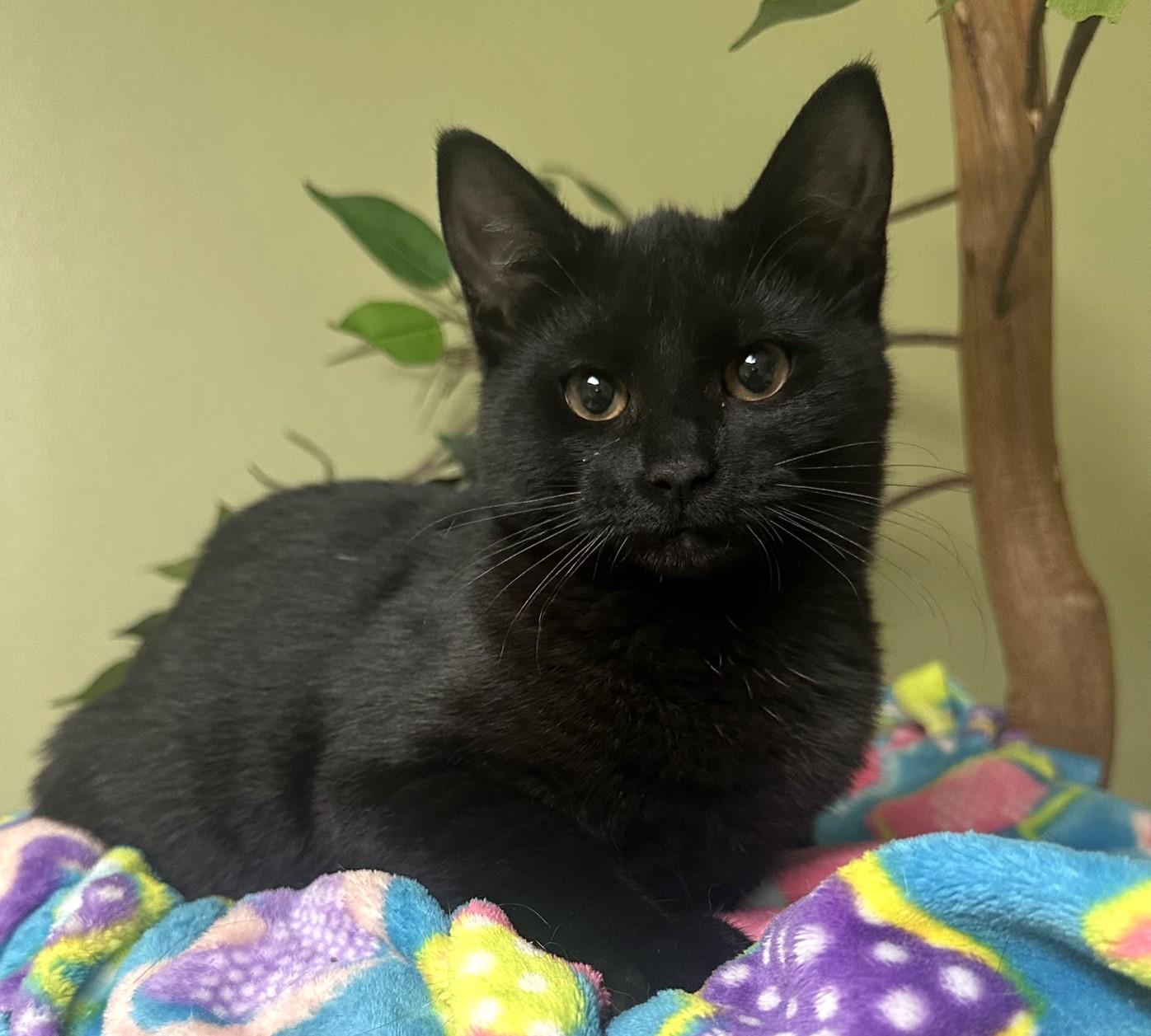 Mary, a Adoptable Domestic Short Hair in Hastings, NE image 3/3