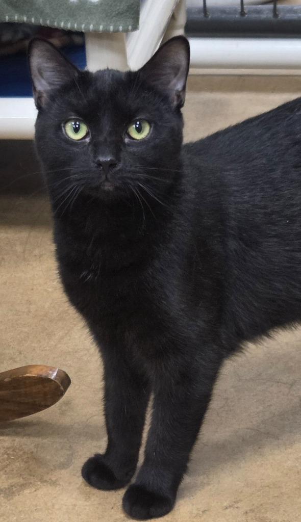 Skylar, Adoptable, Kitten Female Domestic Short Hair.
