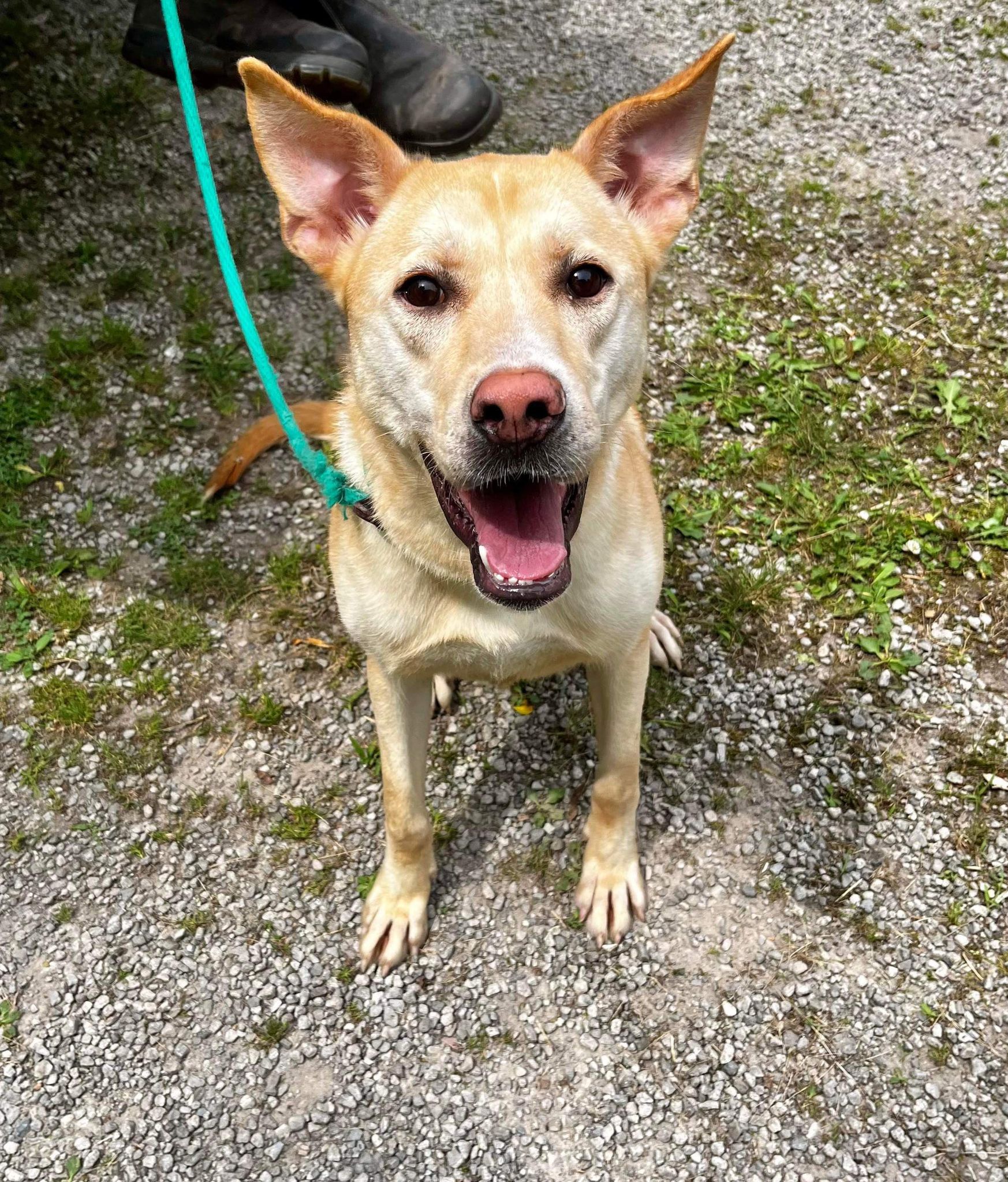 Sonya (20231002-03), a Adoptable Jindo in Fenwick, ON image 4/5