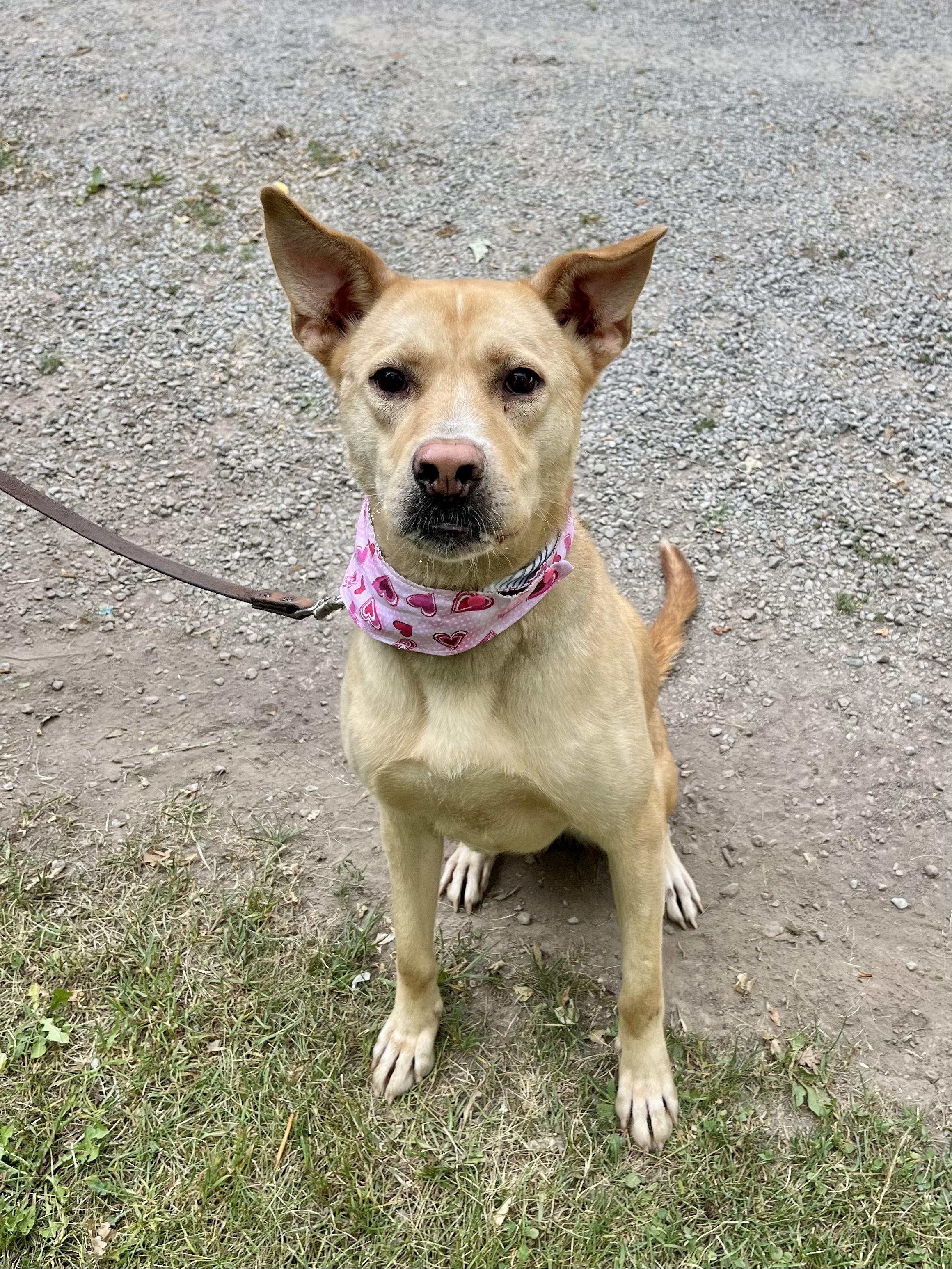 Sonya (20231002-03), a Adoptable Jindo in Fenwick, ON image 1/5