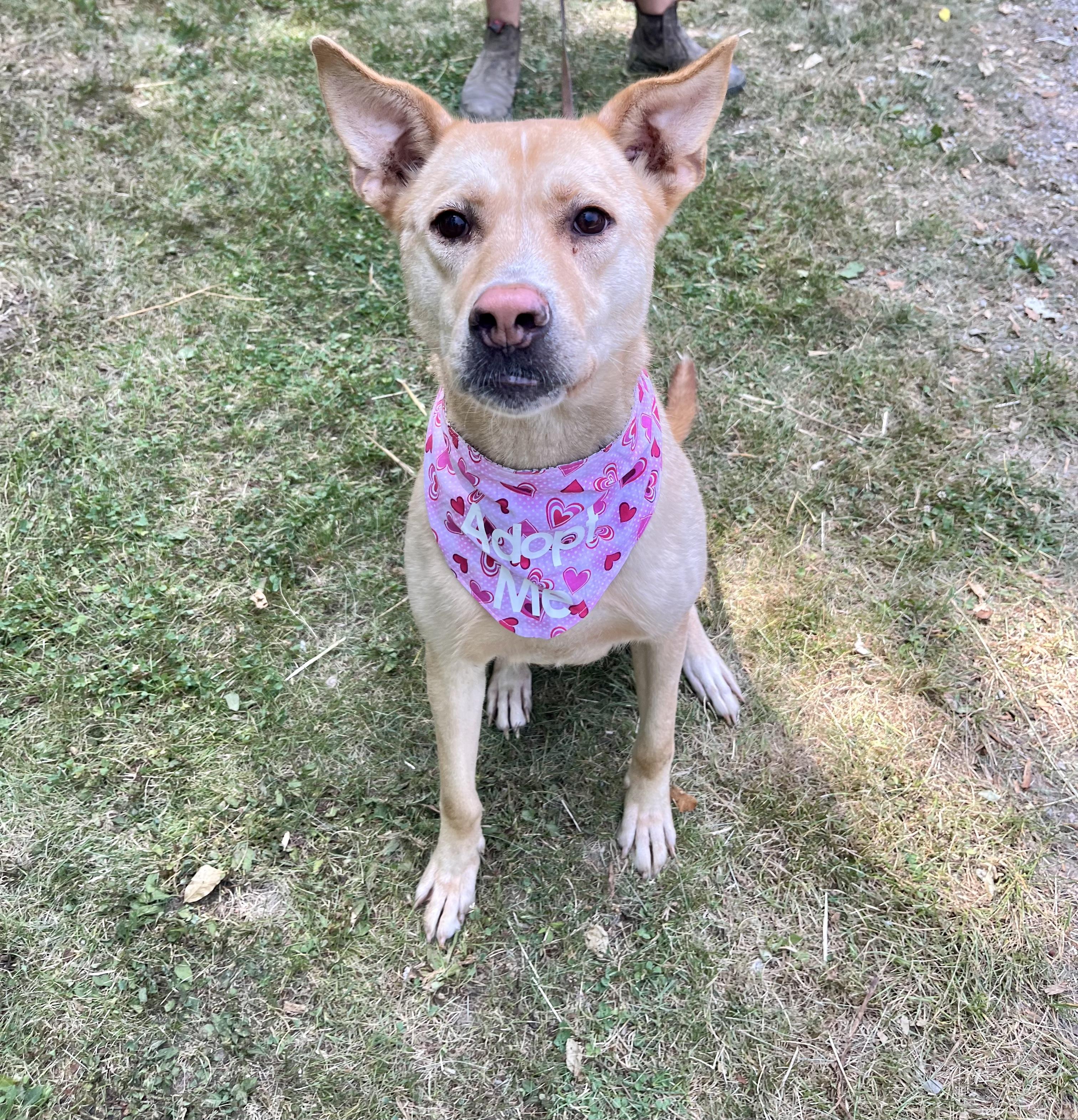 Sonya (20231002-03), an adoptable Jindo in Fenwick, ON, L0S 1C0 | Photo Image 3