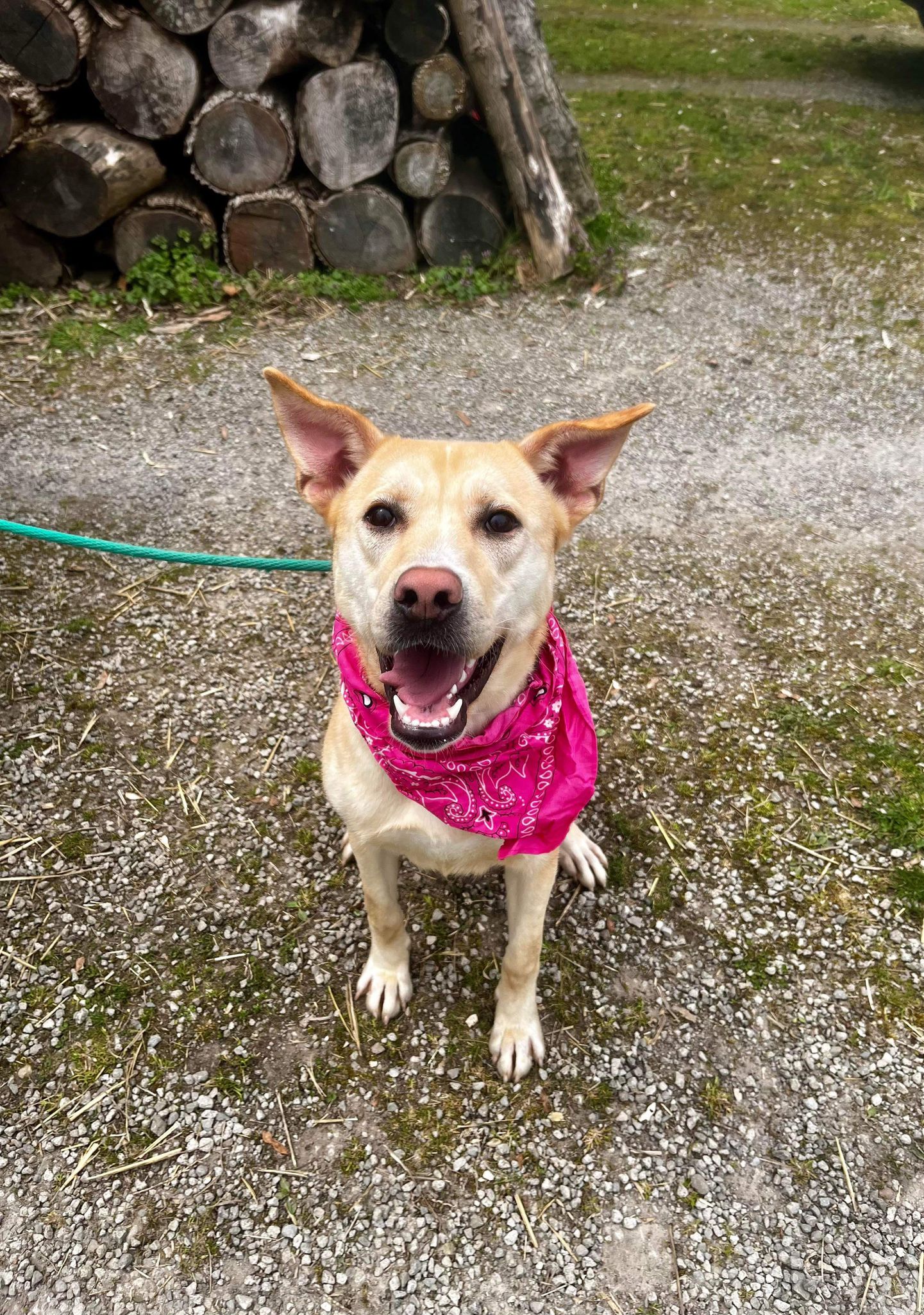 Sonya (20231002-03), a Adoptable Jindo in Fenwick, ON image 2/5