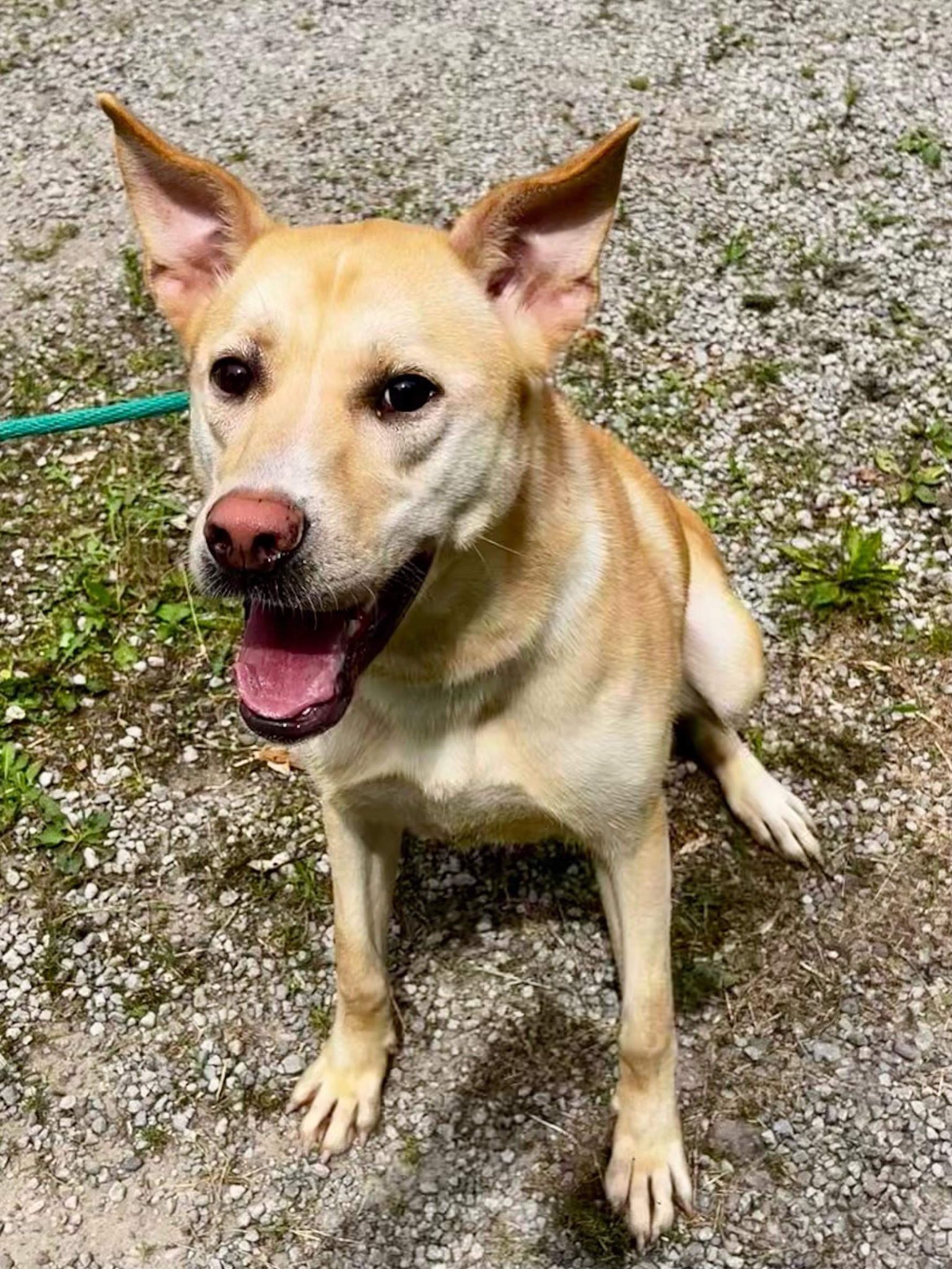 Sonya (20231002-03), a Adoptable Jindo in Fenwick, ON image 5/5