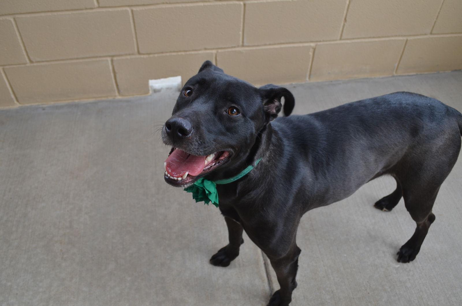 Orla, Adoptable, Young Female Pit Bull Terrier.