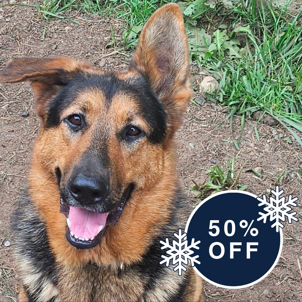 Harstine, a Adoptable German Shepherd Dog in Allyn, WA image 1/6