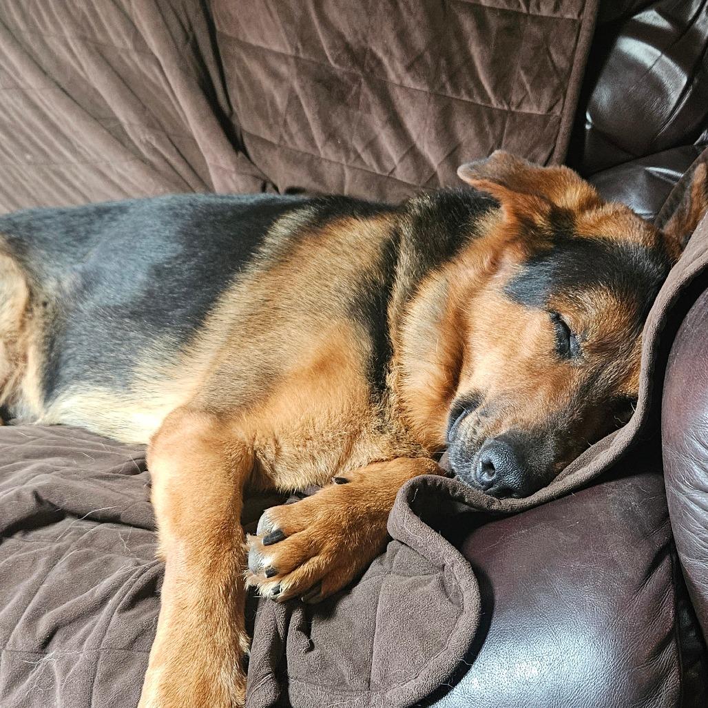 Harstine, a Adoptable German Shepherd Dog in Allyn, WA image 2/6