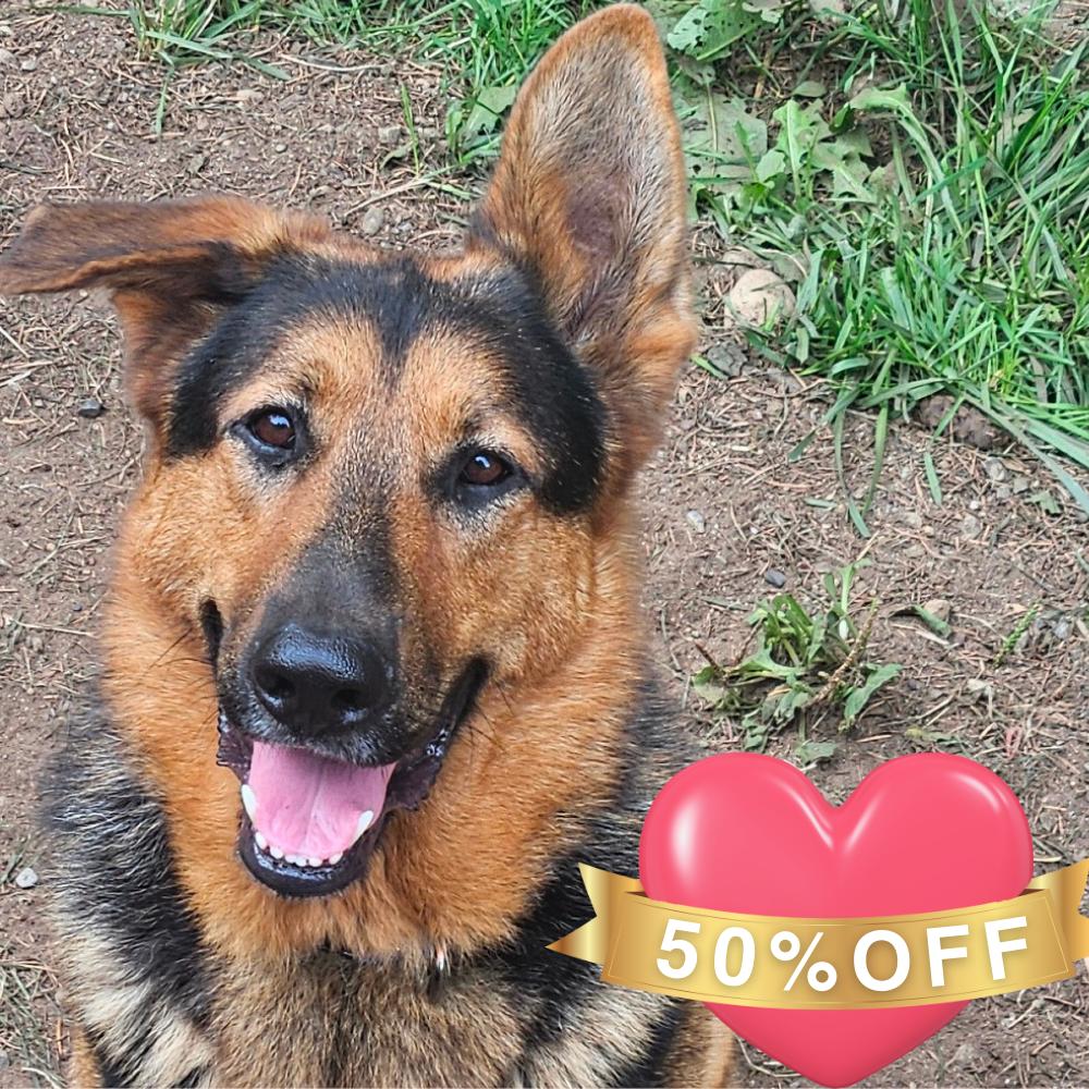 Enlarge Harstine, a Adoptable German Shepherd Dog in Allyn, WA image 2/6