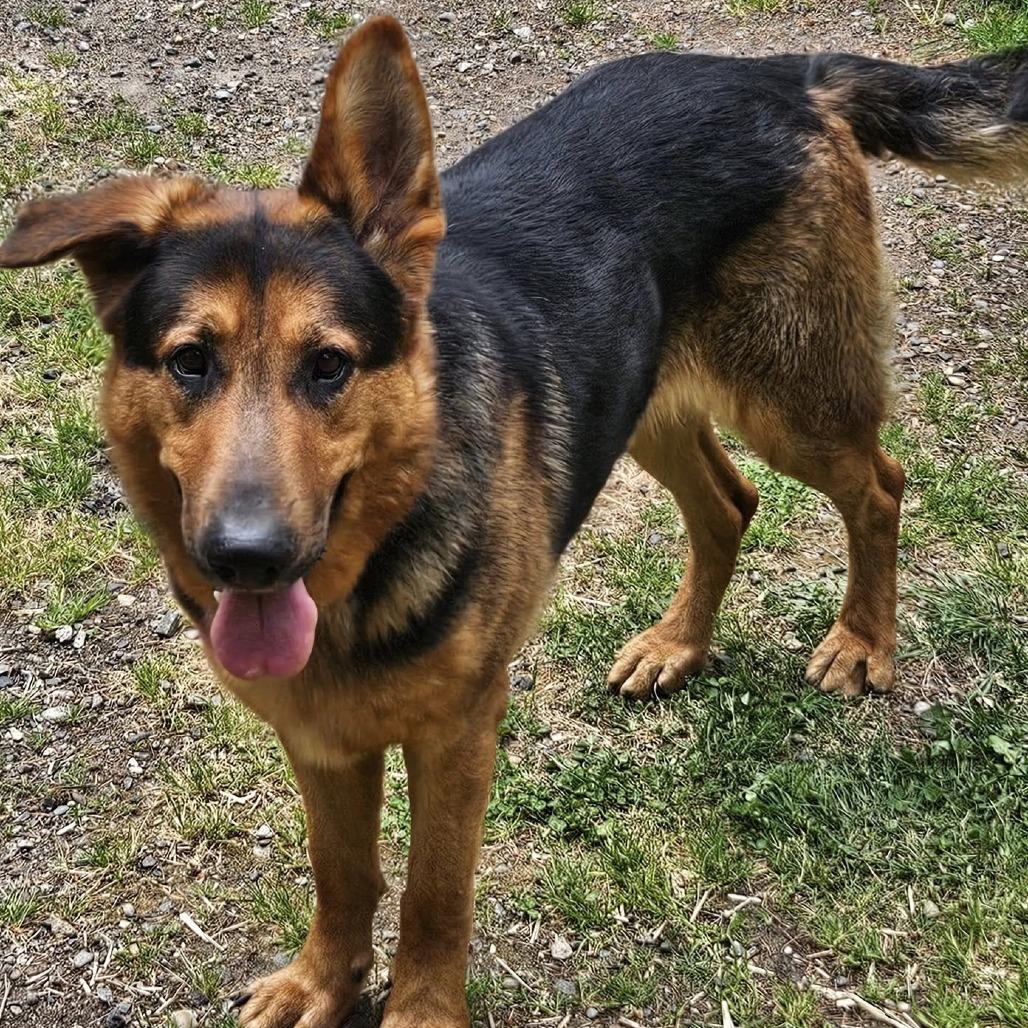 Harstine, a Adoptable German Shepherd Dog in Allyn, WA image 3/6