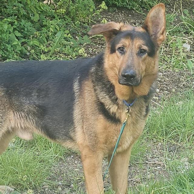 Harstine, a Adoptable German Shepherd Dog in Allyn, WA image 5/6