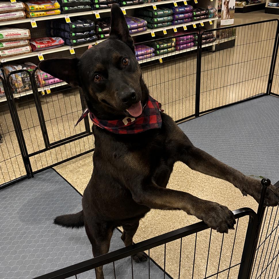 Shakira, Adoptable, Adult Female Australian Kelpie.
