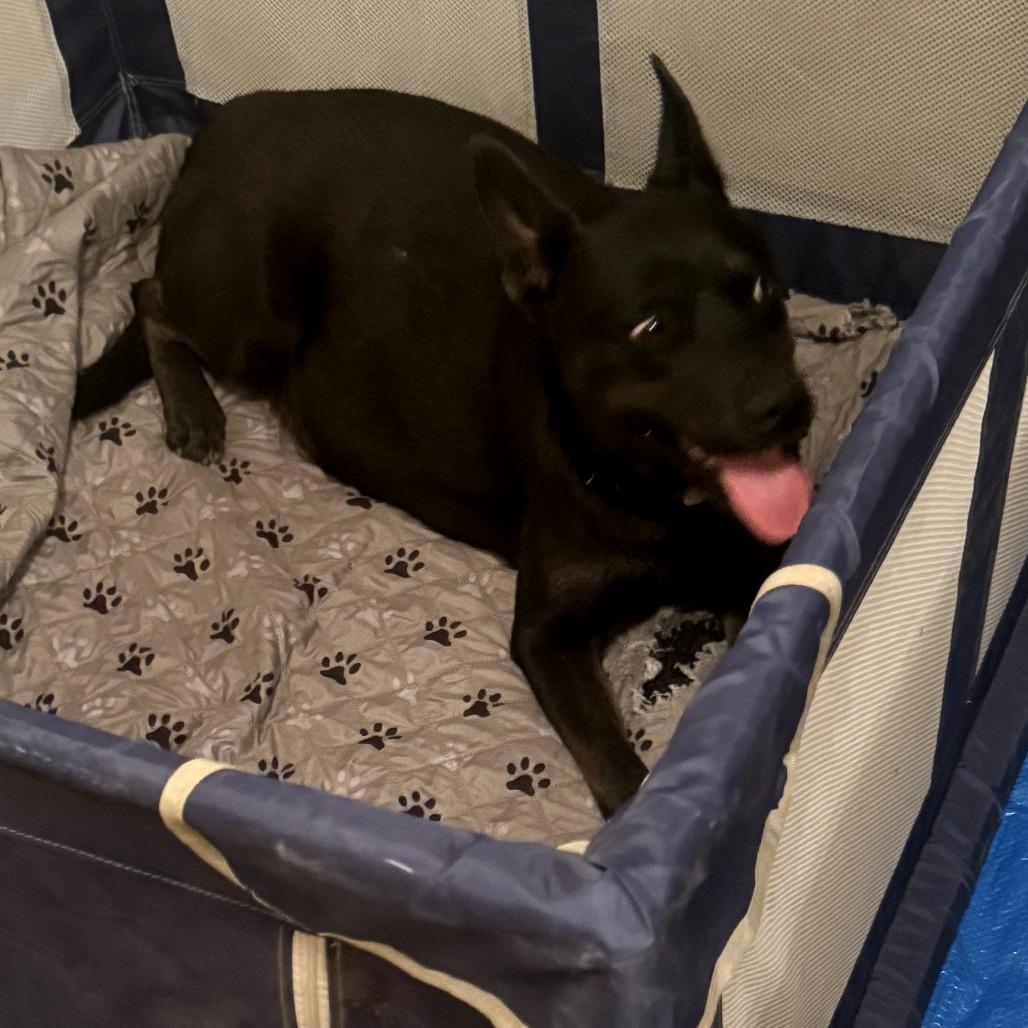 Enlarge Shakira, a Adoptable Australian Kelpie in Phoenix, AZ image 2/3