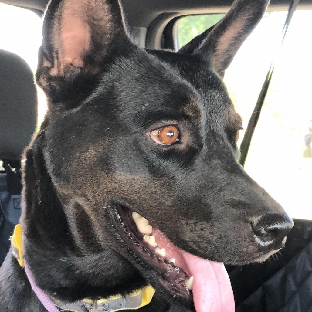 Enlarge Shakira, a Adoptable Australian Kelpie in Phoenix, AZ image 3/3