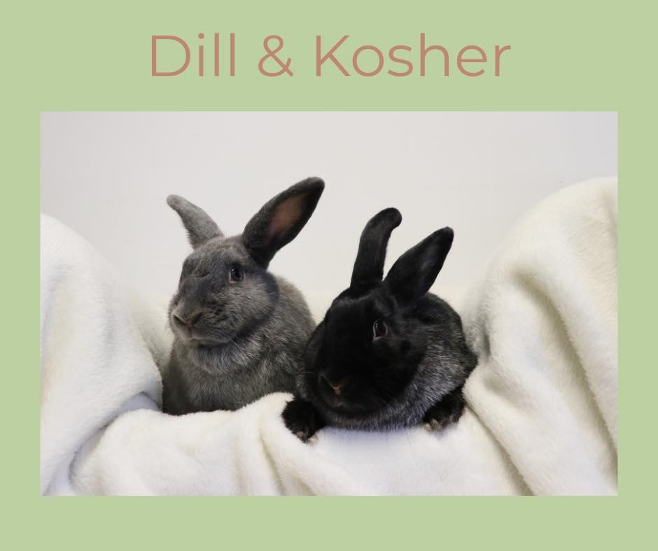 Enlarge Dill, a Adoptable Silver Fox in Lakeville, MN image 1/3