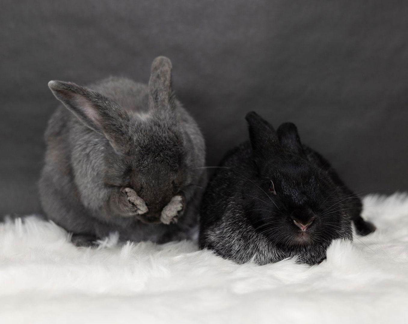 Enlarge Dill, a Adoptable Silver Fox in Lakeville, MN image 2/3