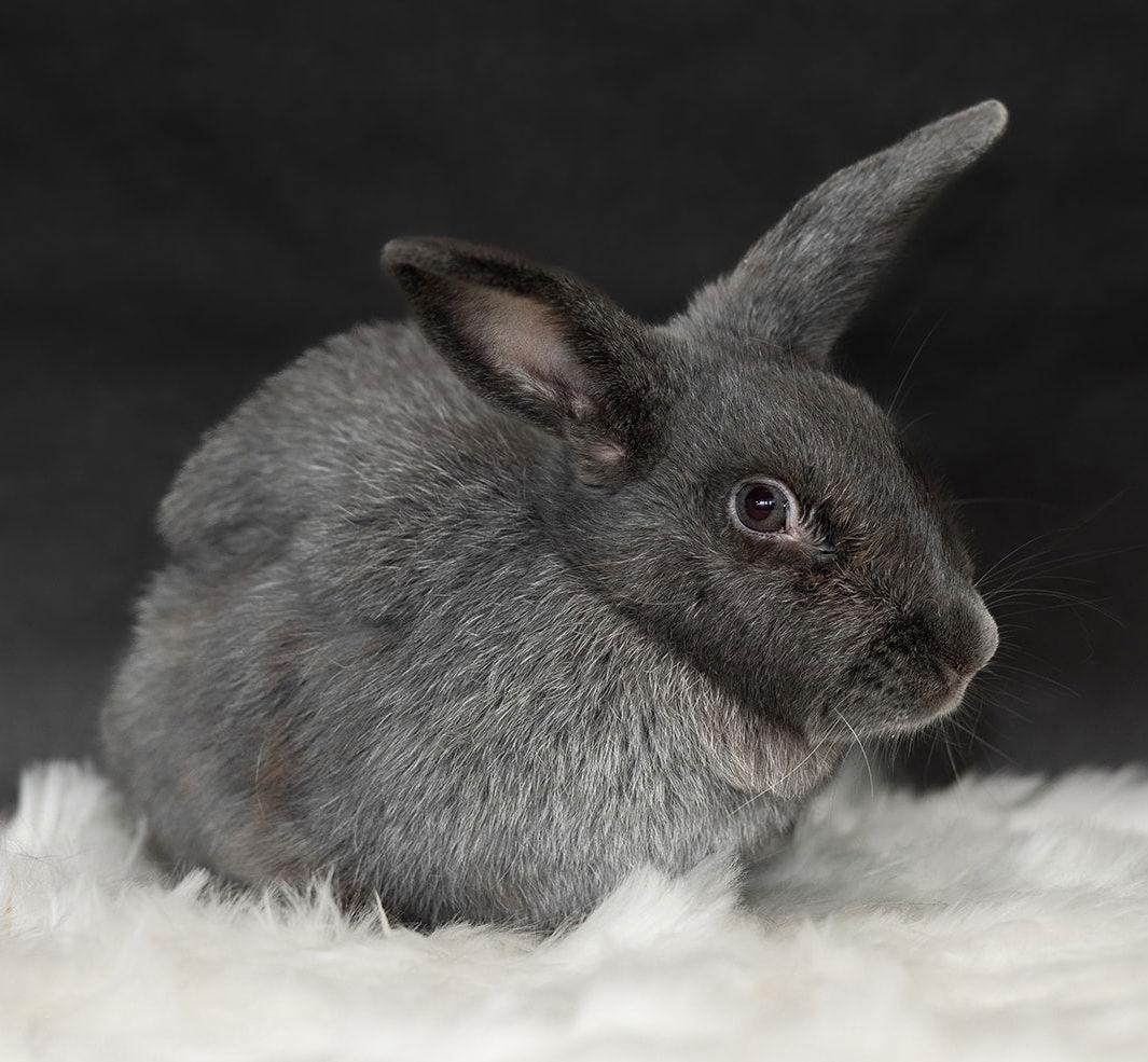 Enlarge Dill, a Adoptable Silver Fox in Lakeville, MN image 3/3