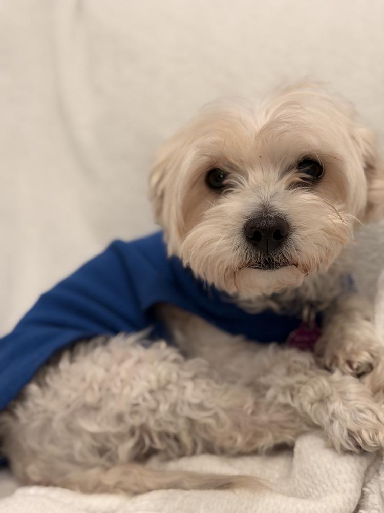 Enlarge Sugar, a Adoptable mixed breed in Manhattan, NY image 1/1