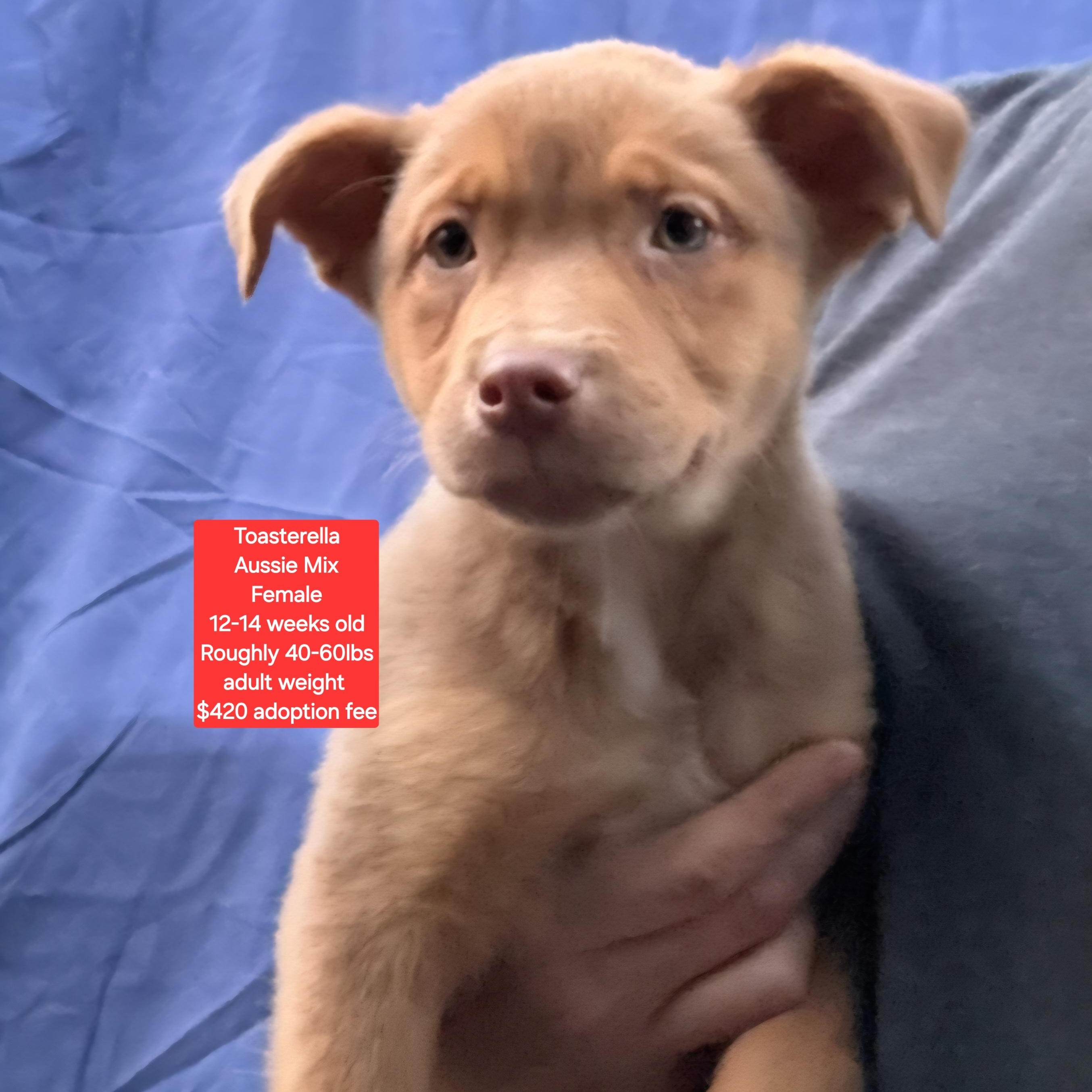Toasterella, ADOPTABLE, Puppy Female Australian Shepherd.