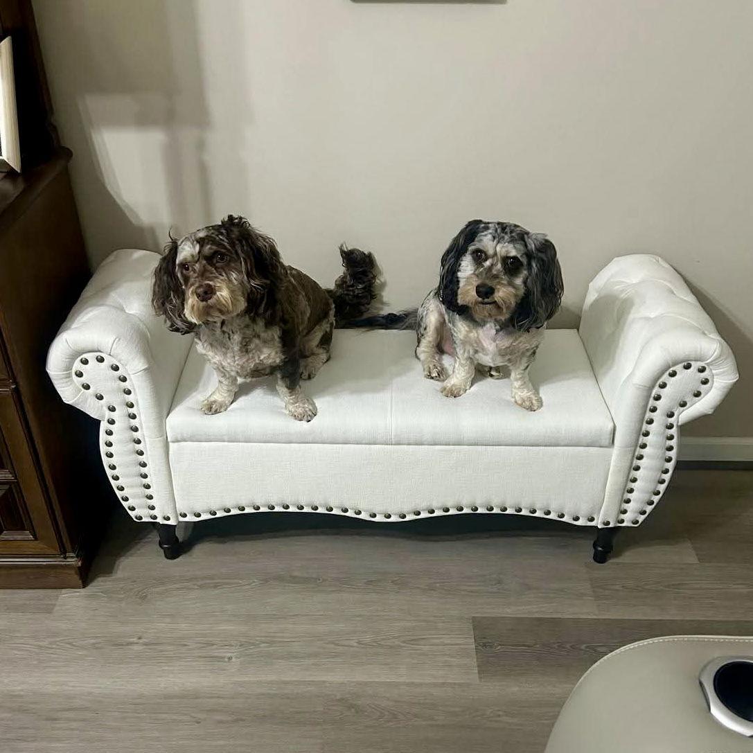 Enlarge Sushi, a Adoptable Cockapoo in Garner, NC image 2/3