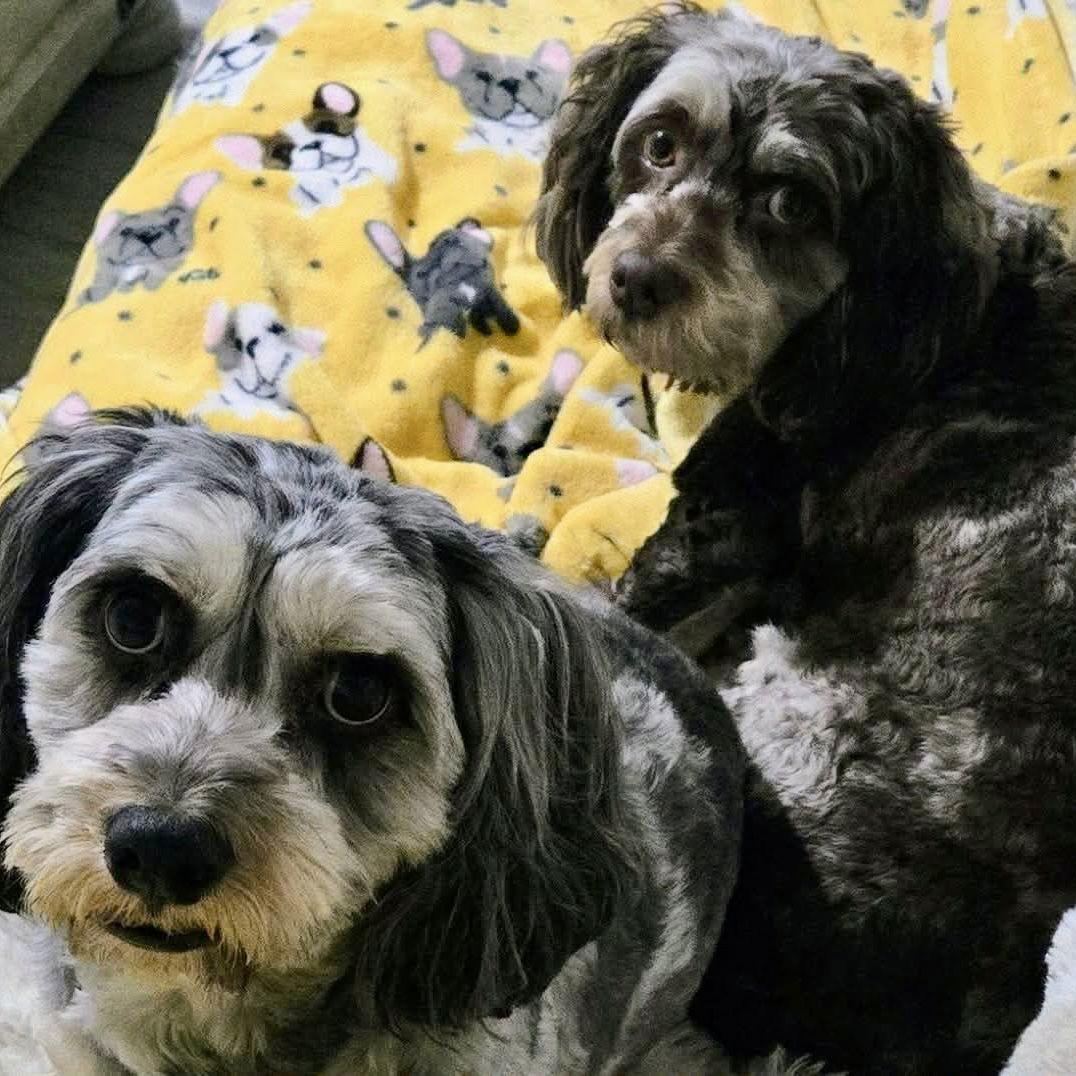 Sushi, Adoptable, Adult Male Cockapoo.