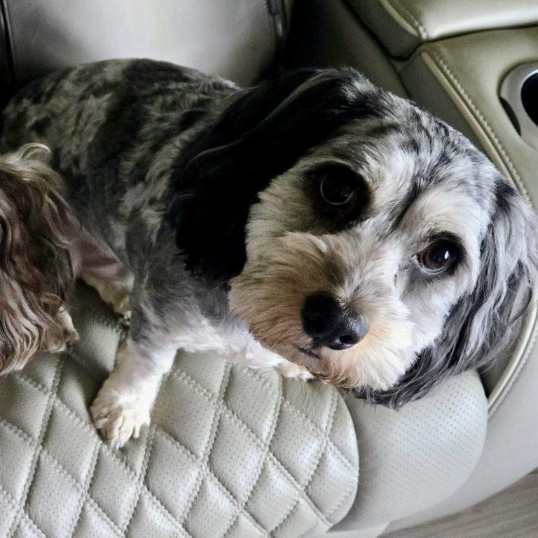 Enlarge Sushi, a Adoptable Cockapoo in Garner, NC image 3/3