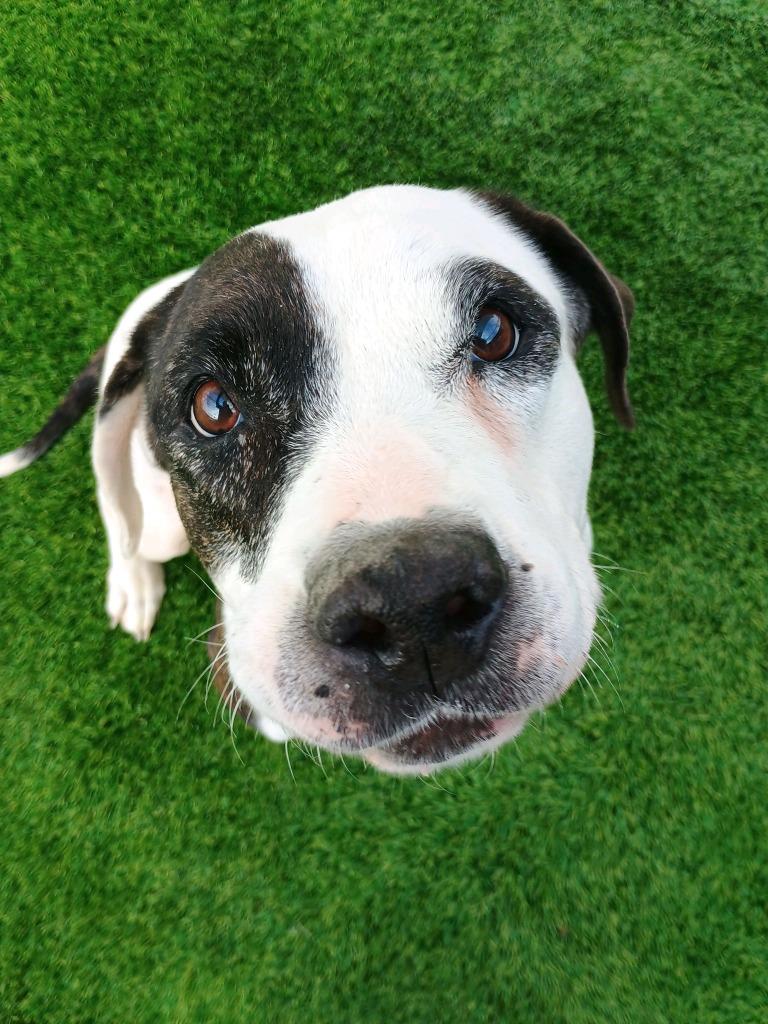 Maeve, Adoptable, Senior Female Pit Bull Terrier.