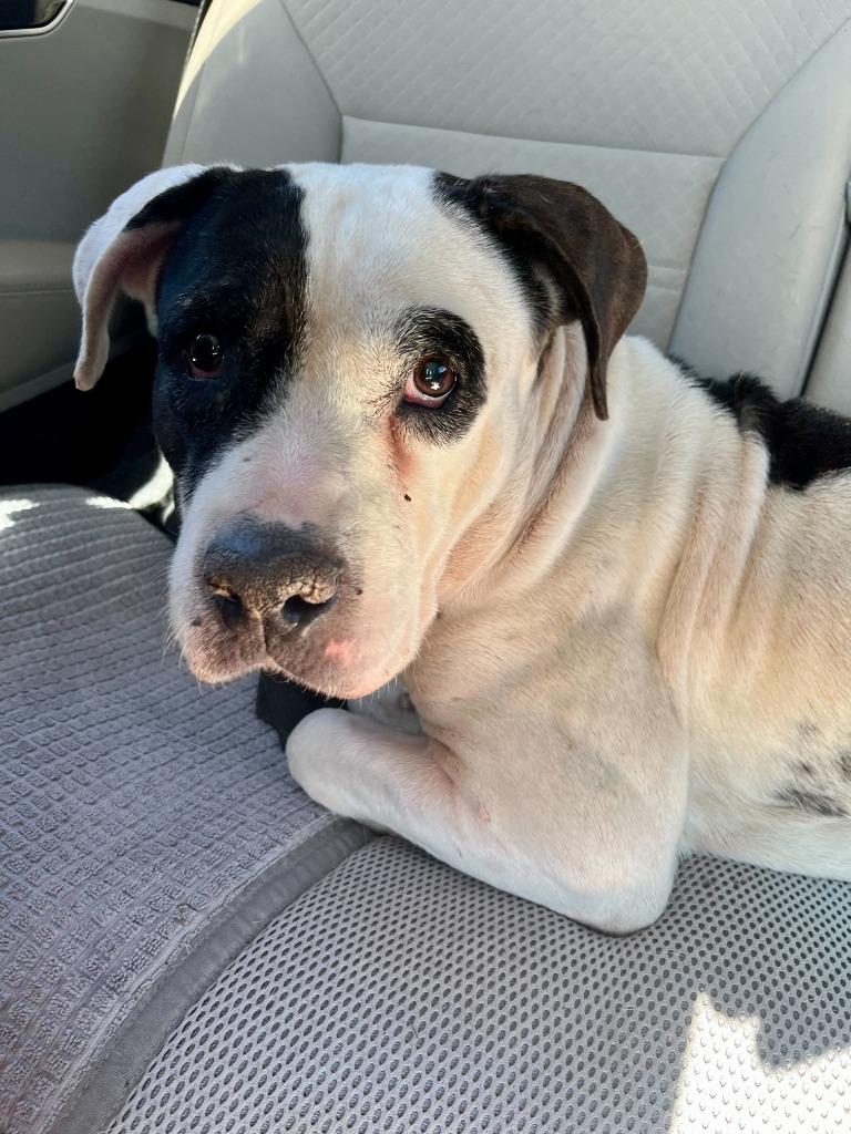 Enlarge Maeve, a Adoptable Pit Bull Terrier in Tulsa, OK image 5/6