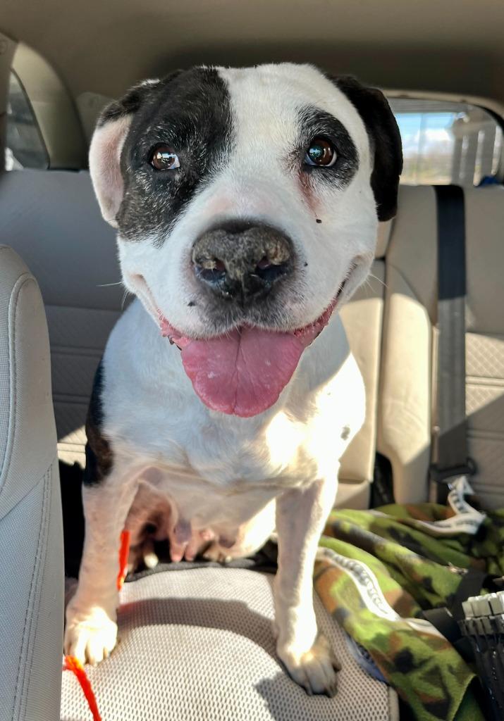 Maeve, a Adoptable Pit Bull Terrier in Tulsa, OK image 2/6