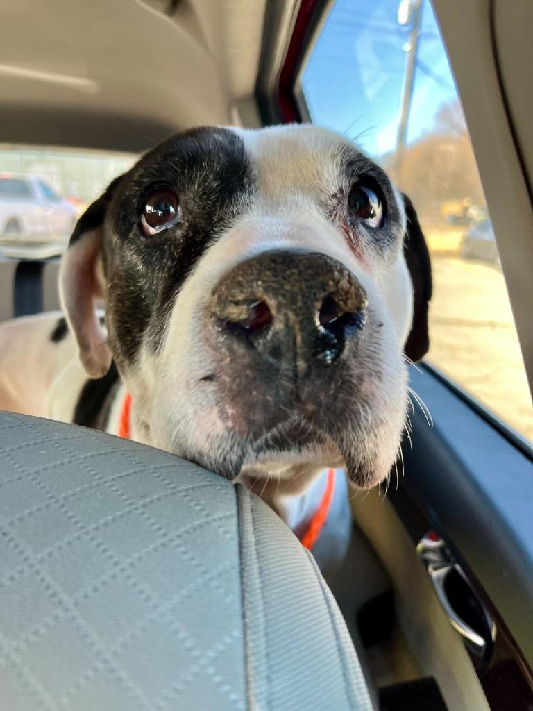 Enlarge Maeve, a Adoptable Pit Bull Terrier in Tulsa, OK image 6/6