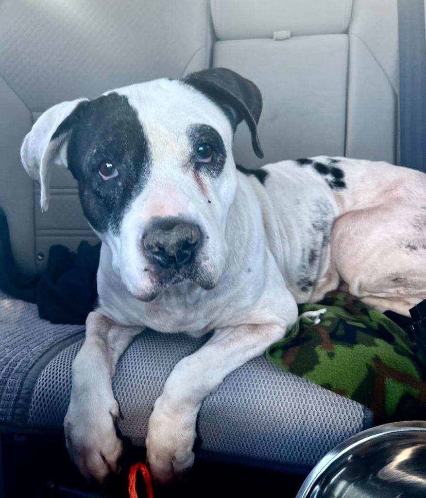 Enlarge Maeve, a Adoptable Pit Bull Terrier in Tulsa, OK image 3/6