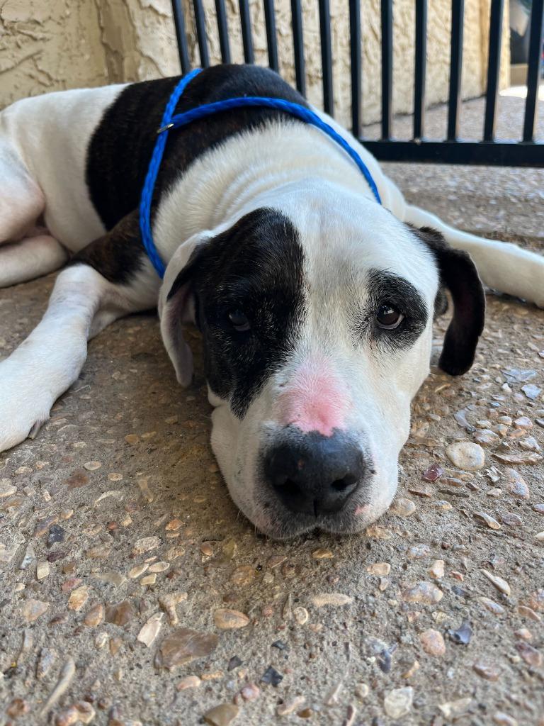 Enlarge Maeve, a Adoptable Pit Bull Terrier in Tulsa, OK image 3/6