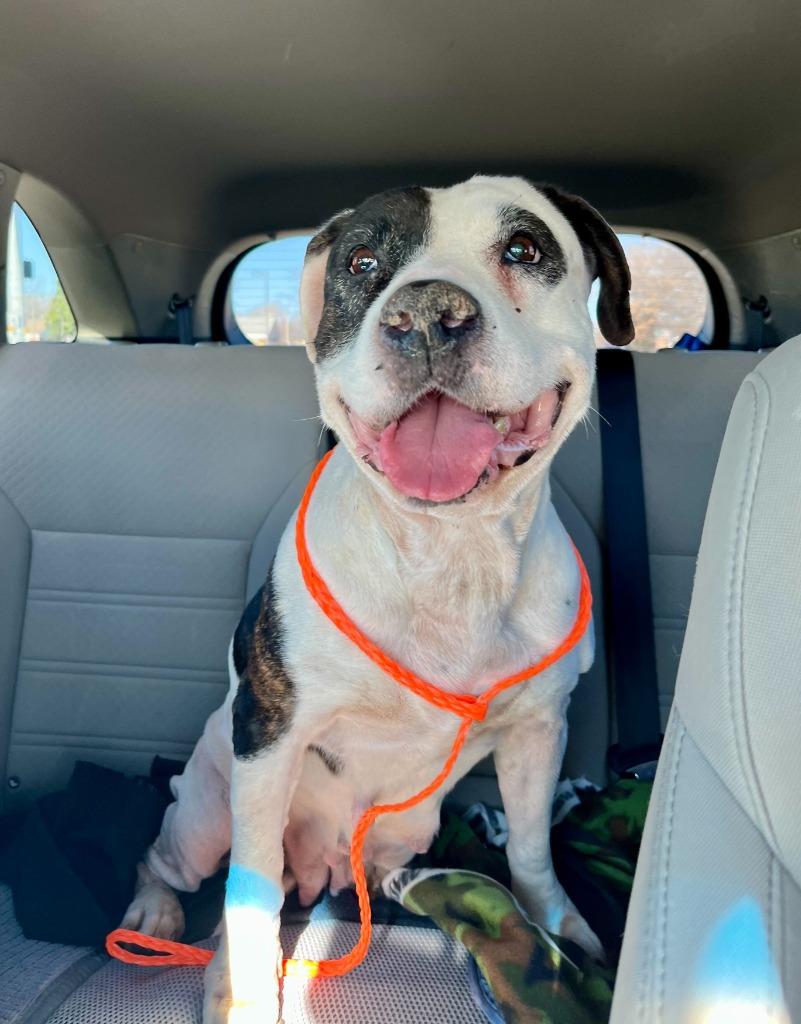 Maeve, a Adoptable Pit Bull Terrier in Tulsa, OK image 6/6