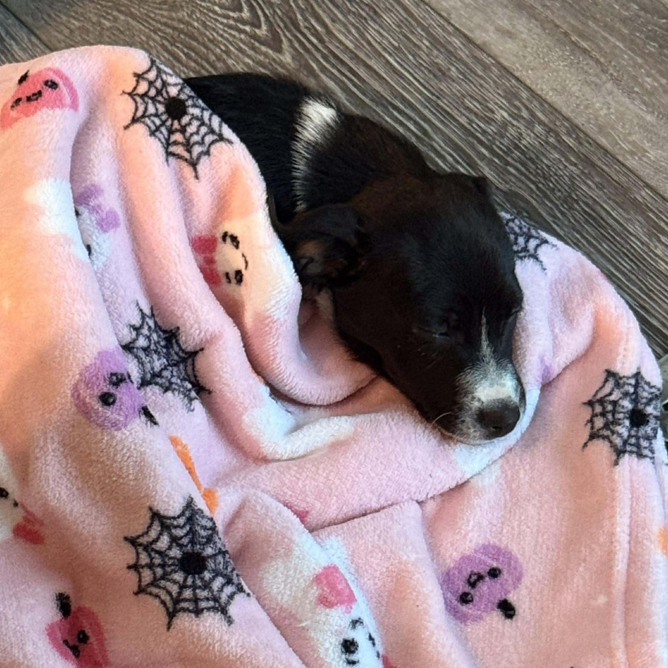 Enlarge Dali, a ADOPTABLE mixed breed in West Haven, CT image 2/3