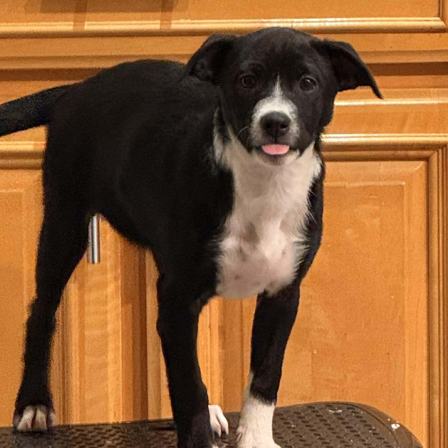 Enlarge Dali, a ADOPTABLE mixed breed in West Haven, CT image 1/3