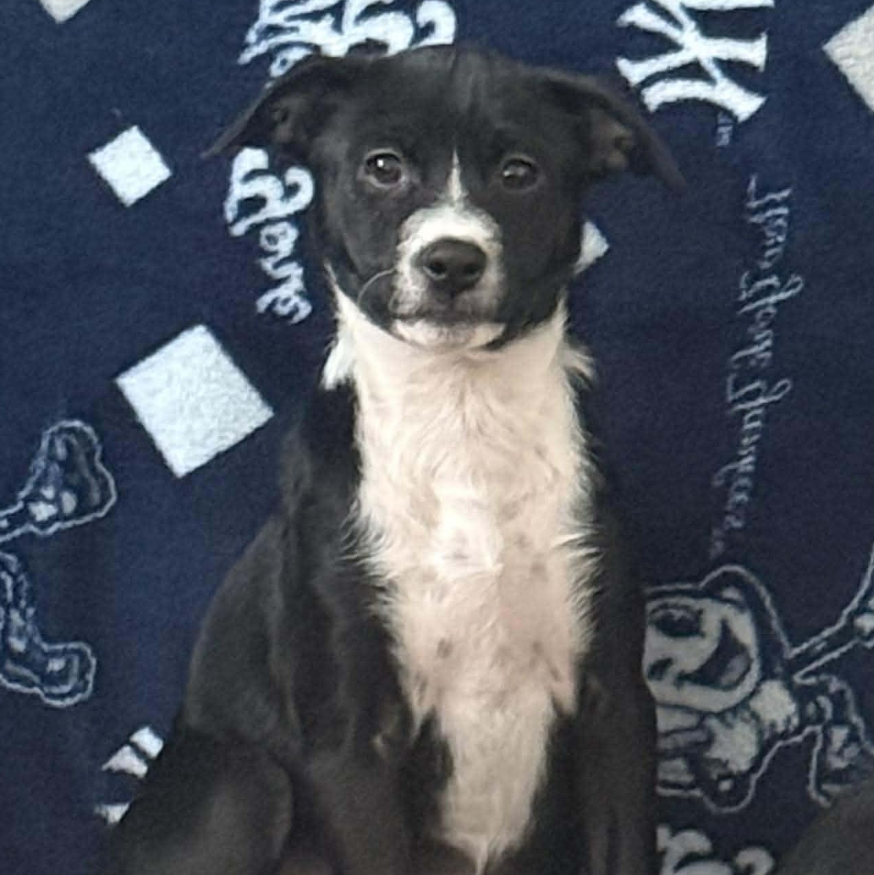 Enlarge Dali, a ADOPTABLE mixed breed in West Haven, CT image 3/3