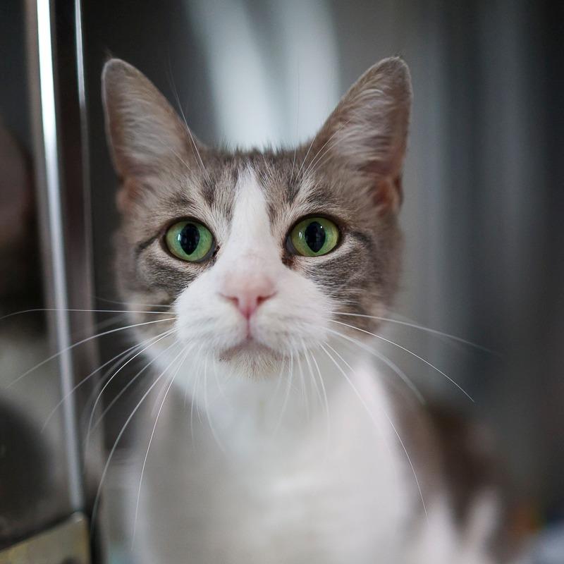 Enlarge Darlene, a Adoptable Domestic Short Hair in Bradenton, FL image 1/3