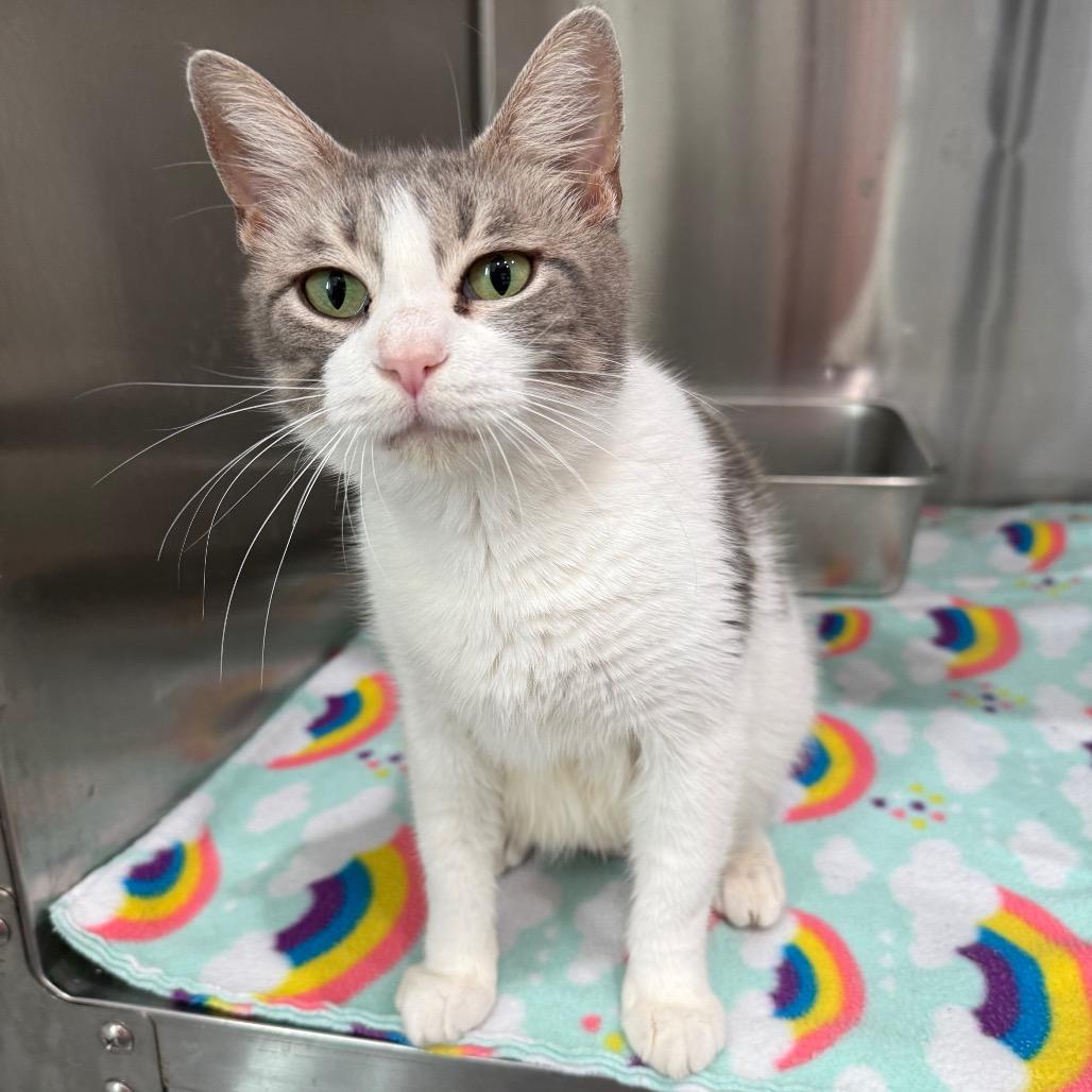 Enlarge Darlene, a Adoptable Domestic Short Hair in Bradenton, FL image 2/3