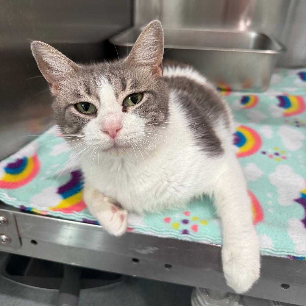 Enlarge Darlene, a Adoptable Domestic Short Hair in Bradenton, FL image 3/3