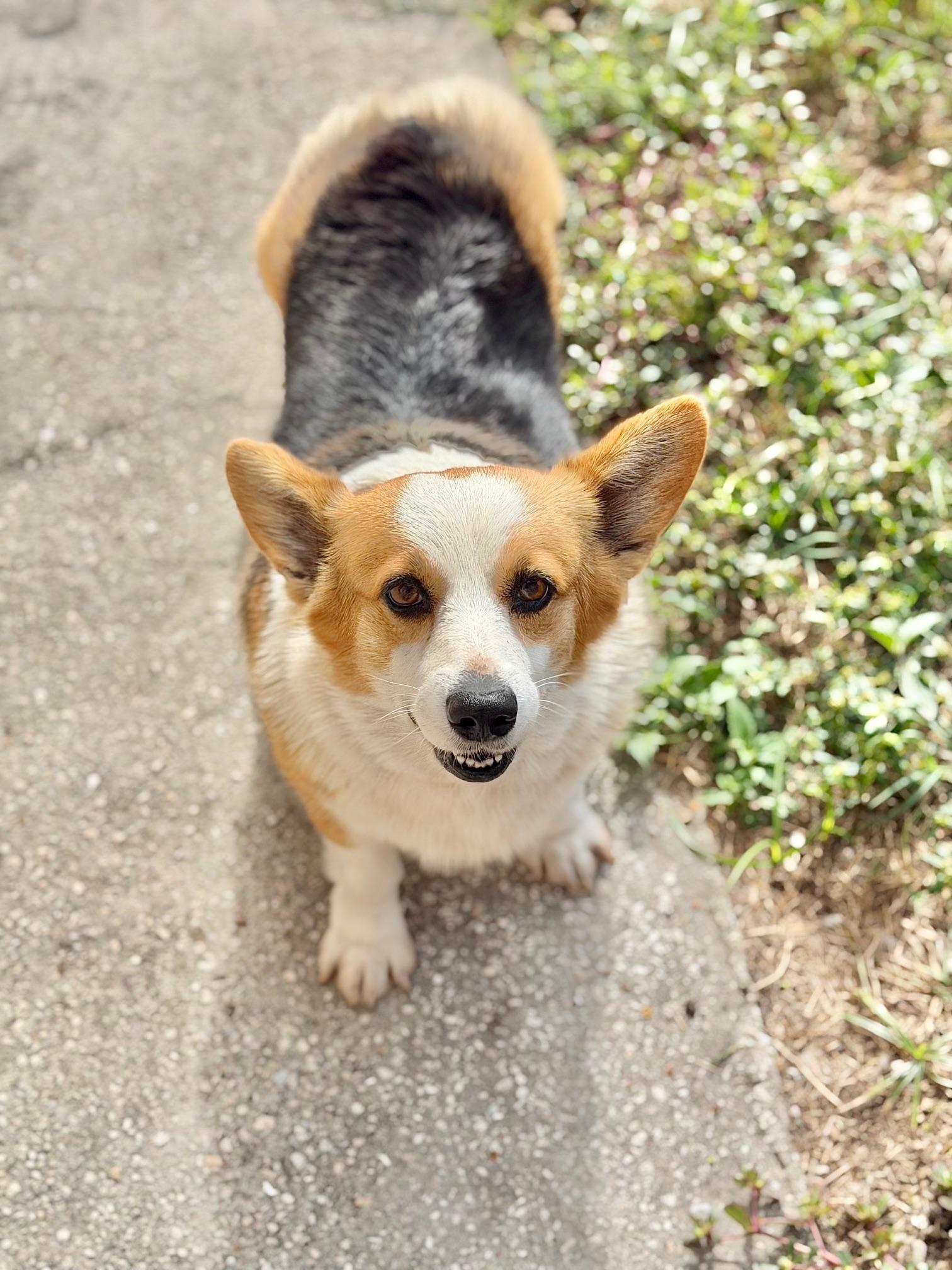 Susan, adoptable, Adult Female Corgi.