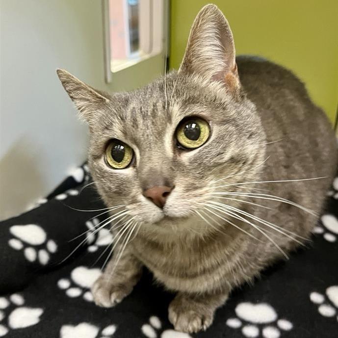 Enlarge Misty, a Adoptable Domestic Short Hair in Temecula, CA image 1/1