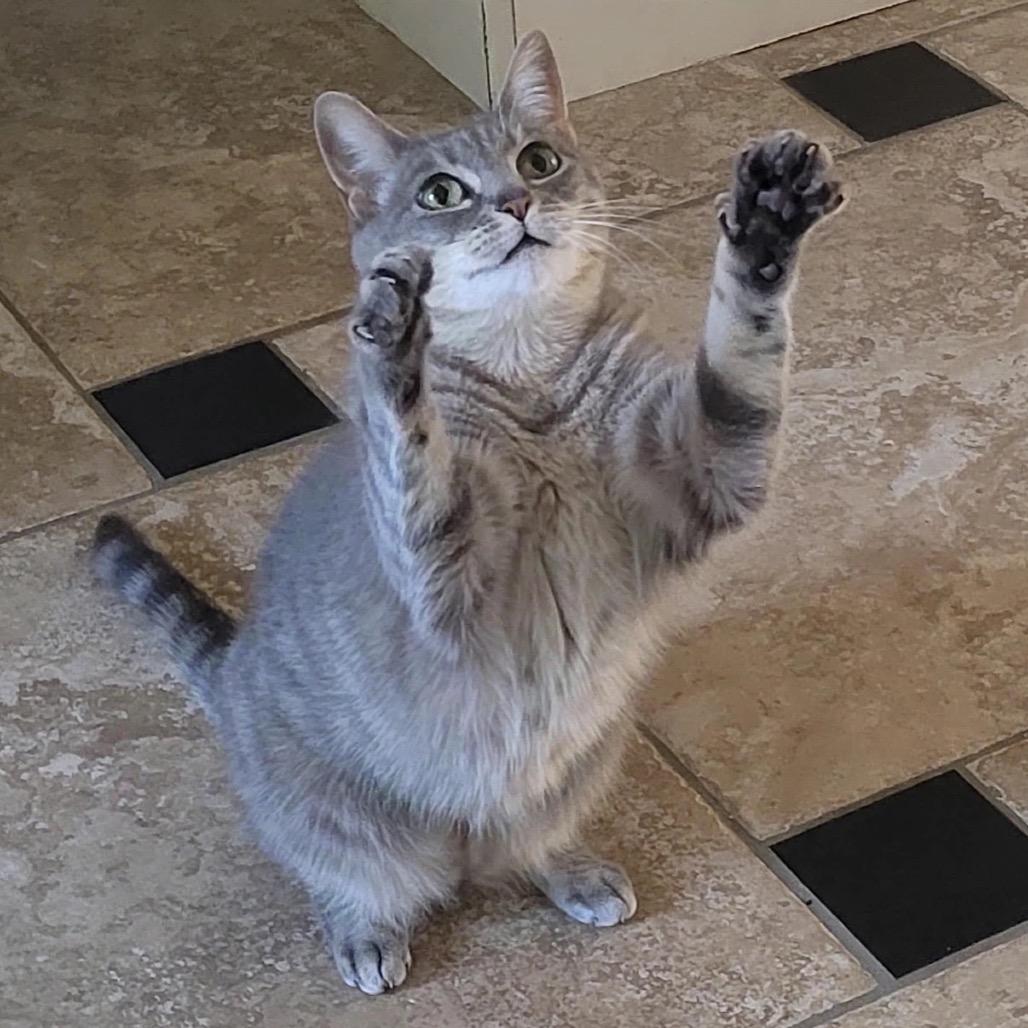 Misty, Adoptable, Adult Female Domestic Short Hair.