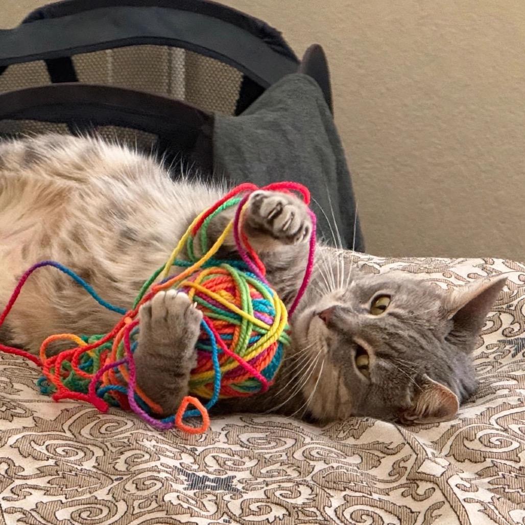 Misty, a Adoptable Domestic Short Hair in Temecula, CA image 3/6