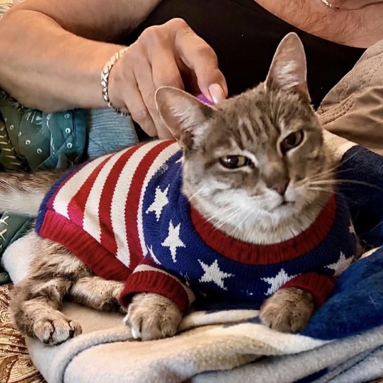Misty, a Adoptable Domestic Short Hair in Temecula, CA image 4/6