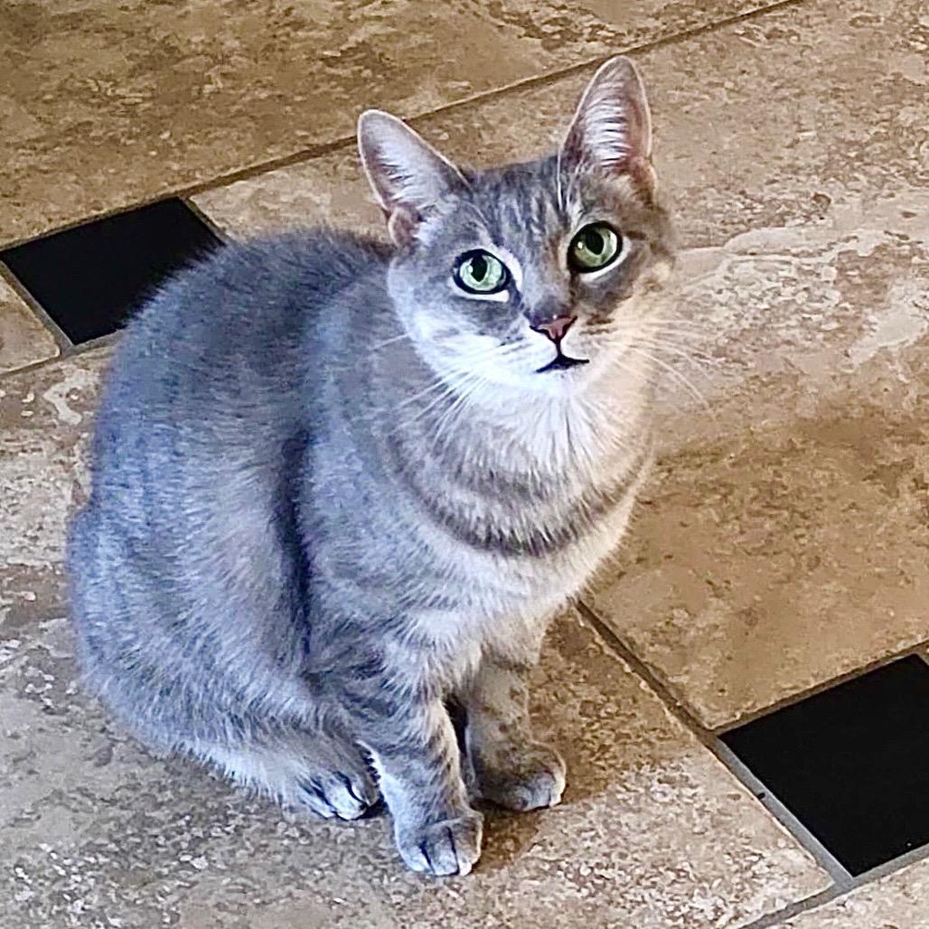 Misty, a Adoptable Domestic Short Hair in Temecula, CA image 5/6