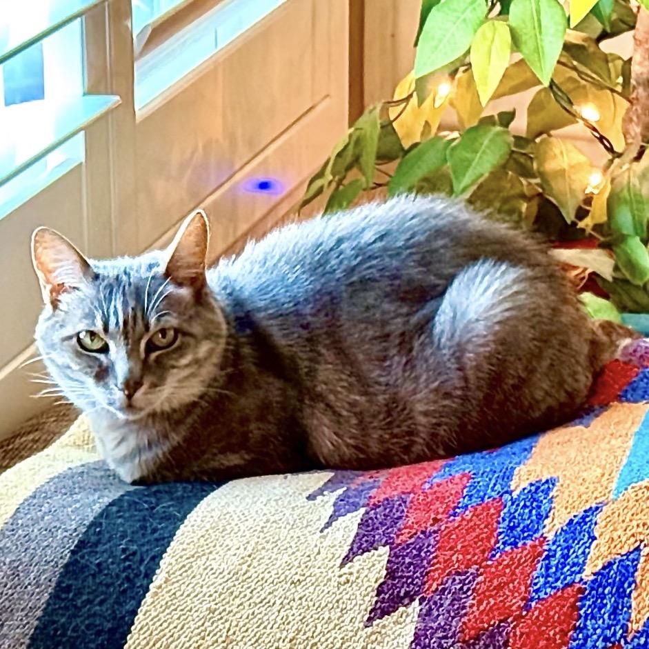 Misty, a Adoptable Domestic Short Hair in Temecula, CA image 6/6