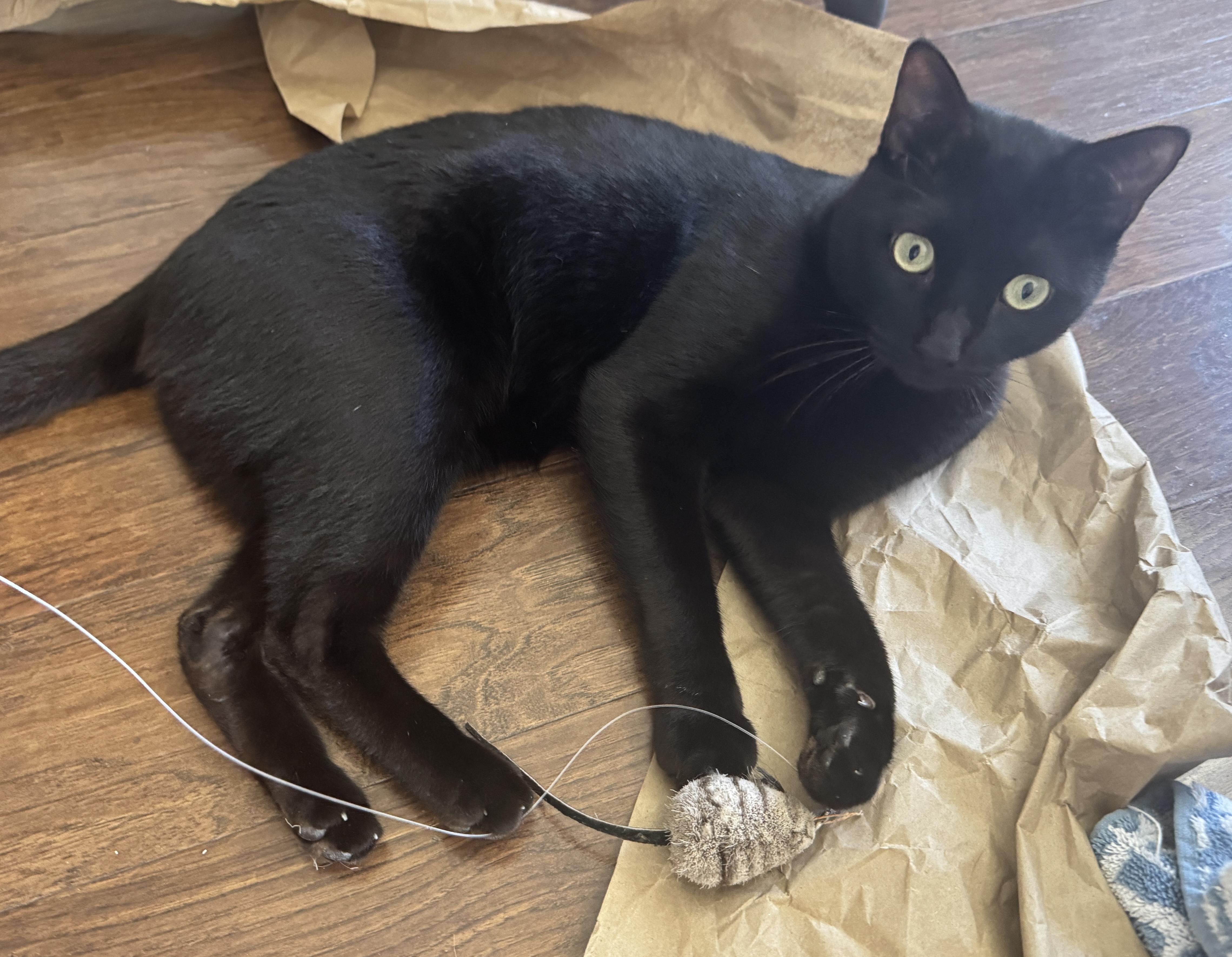 Hops (Hugs, hops, & hip-hop), ADOPTABLE, Young Male Bombay & Domestic Short Hair.