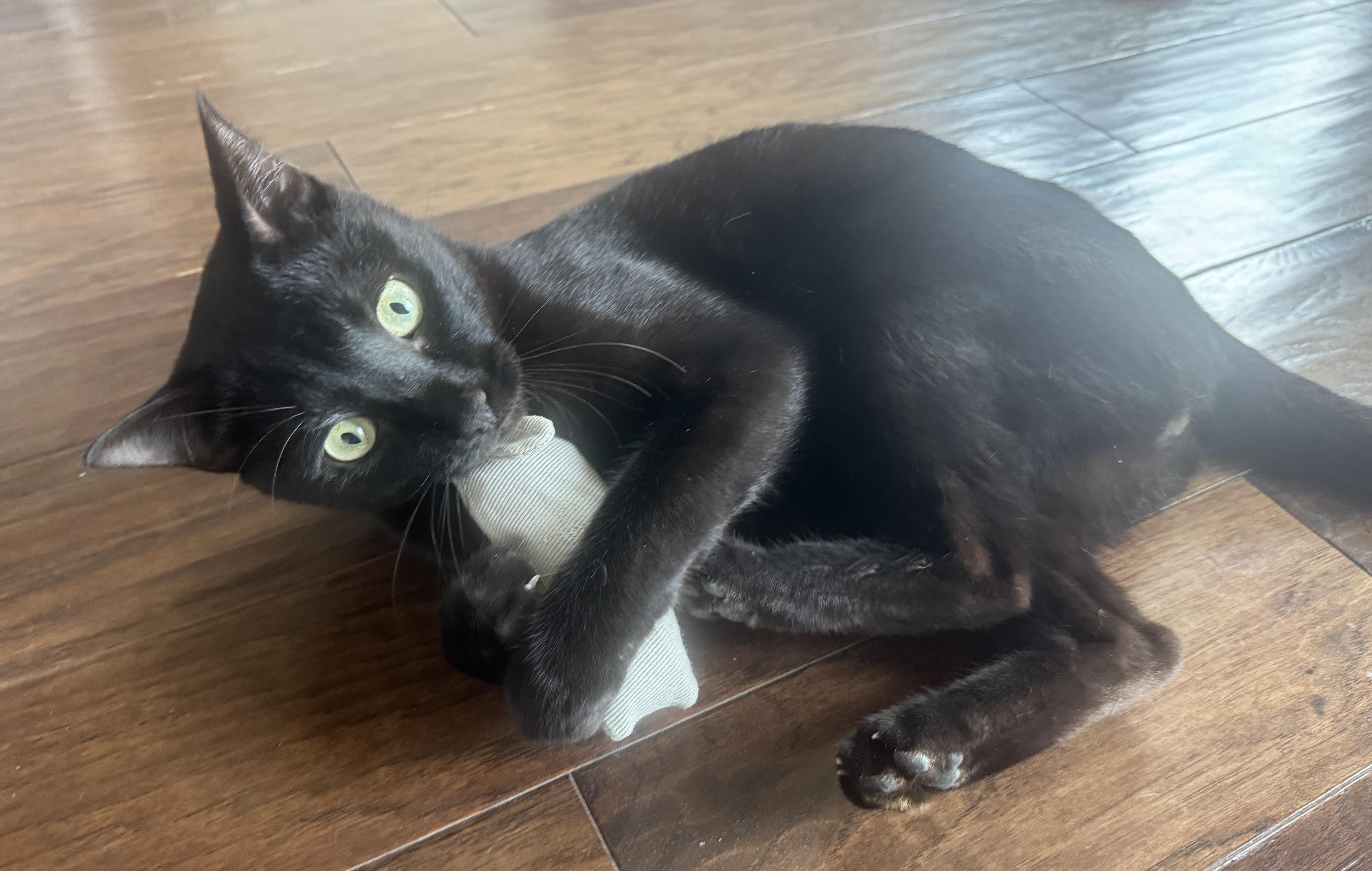 Enlarge Hops (Hippity Hoppity), a ADOPTABLE mixed breed in Houston, TX image 6/6