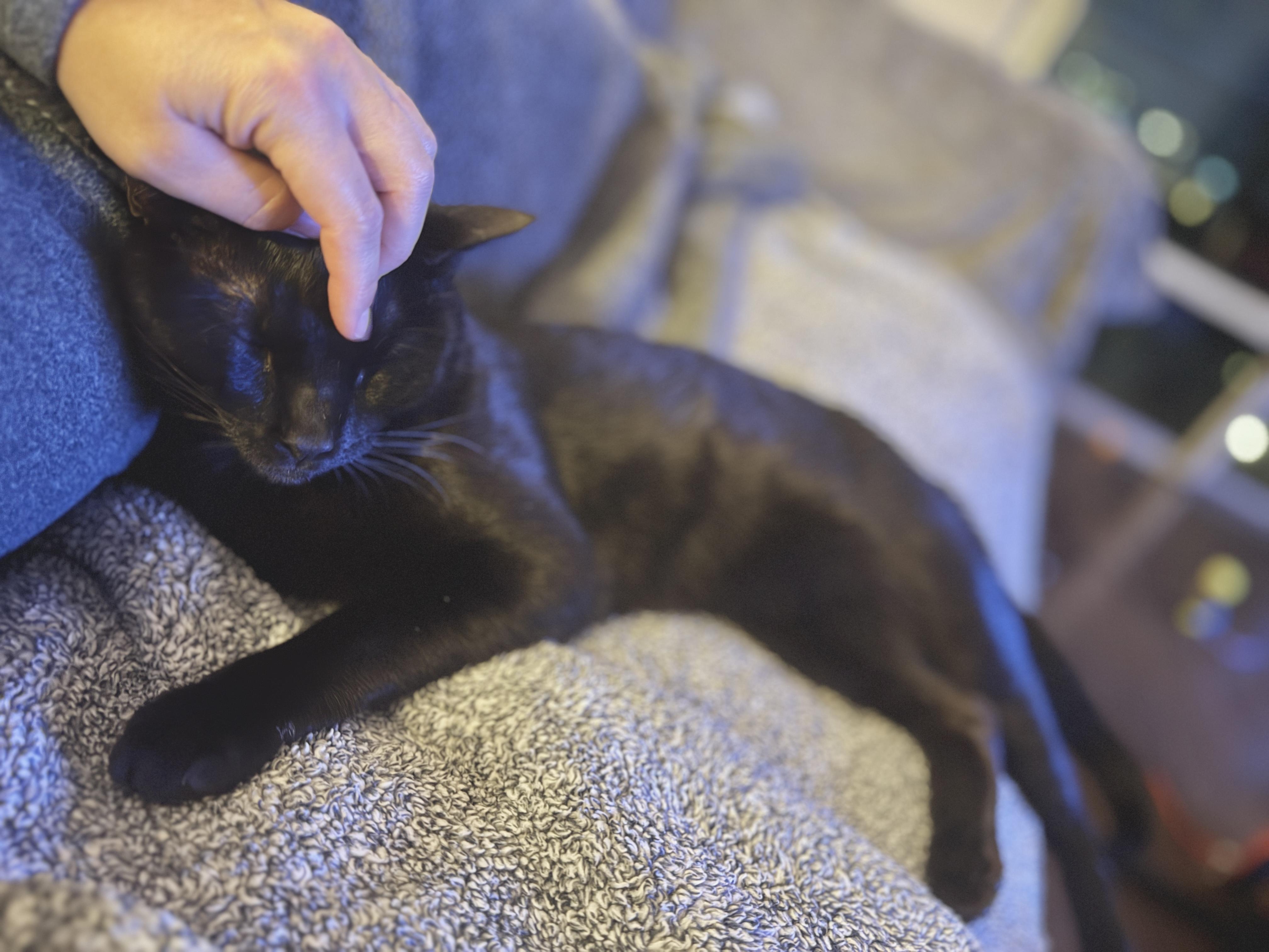 Hops (Hugs, hops, & hip-hop), ADOPTABLE, Young Male Bombay & Domestic Short Hair.