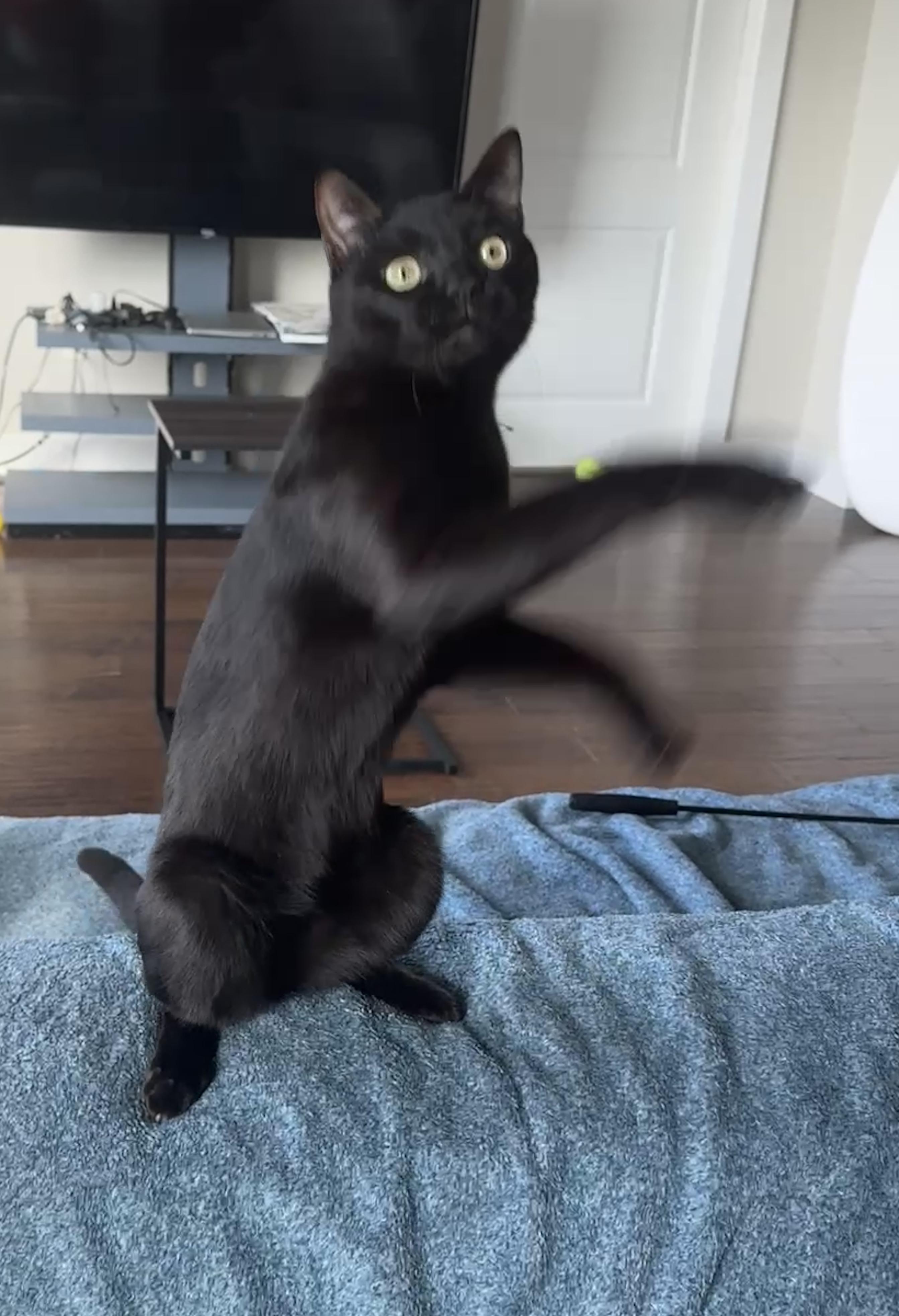 Hops (Hugs, hops, & hip-hop), a ADOPTABLE mixed breed in Houston, TX image 5/6