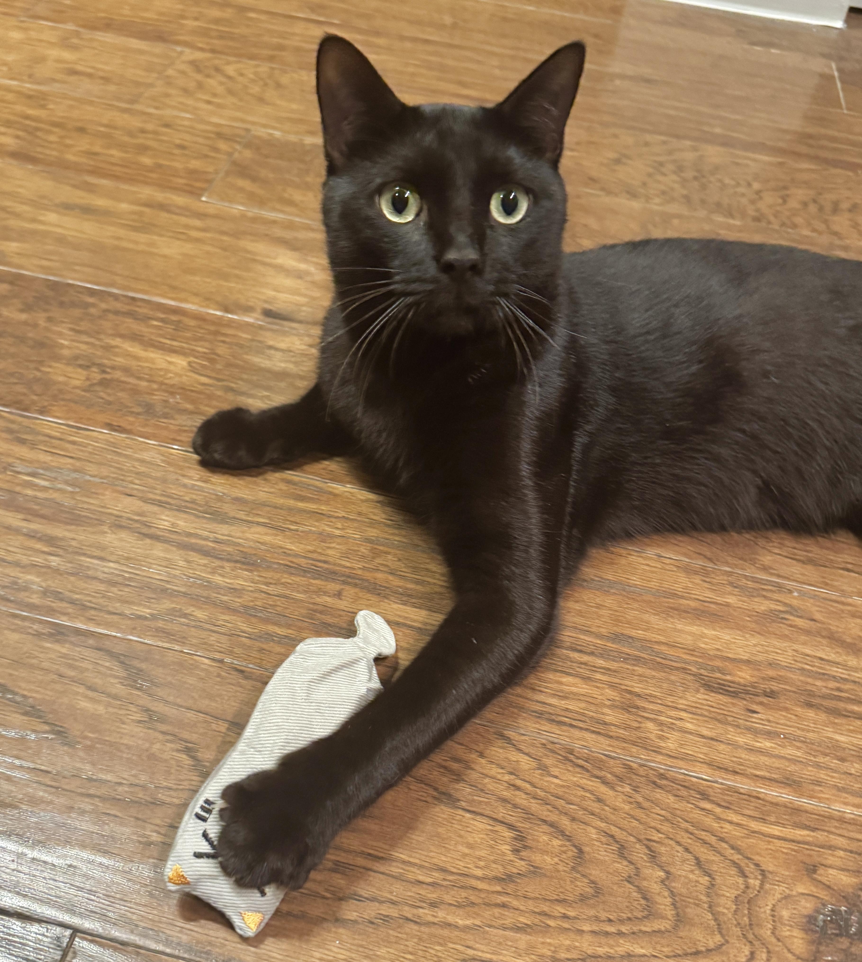 Enlarge Hops (Hippity Hoppity), a ADOPTABLE mixed breed in Houston, TX image 4/6